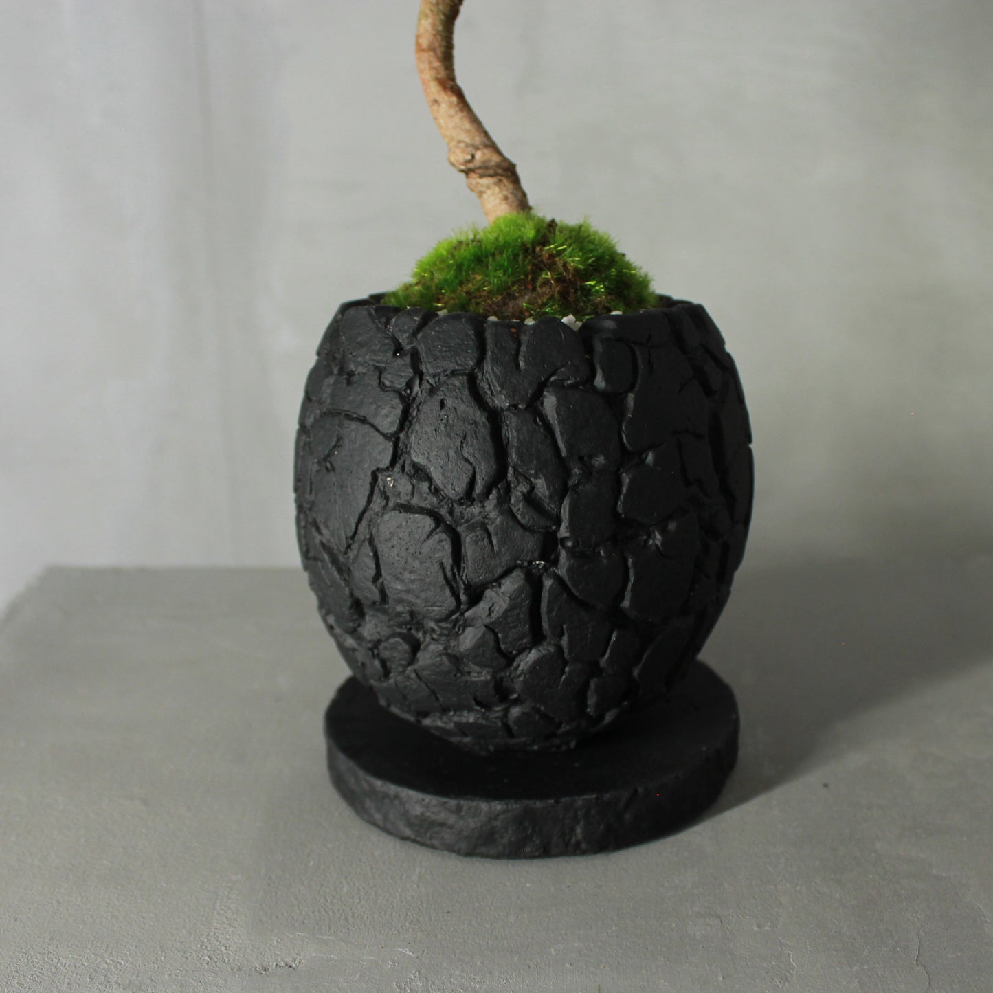 Tokocie BONSAI 黒松