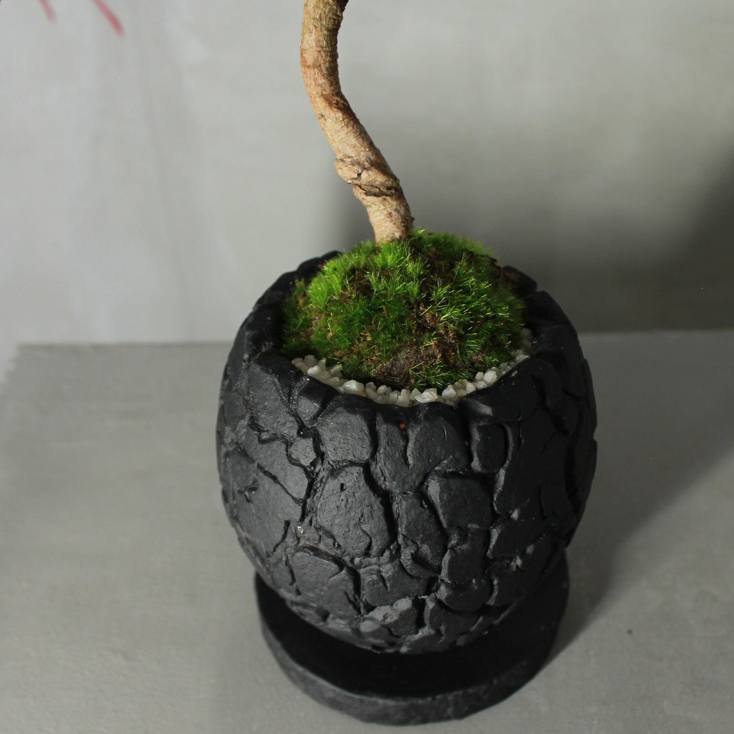 Tokocie BONSAI 黒松