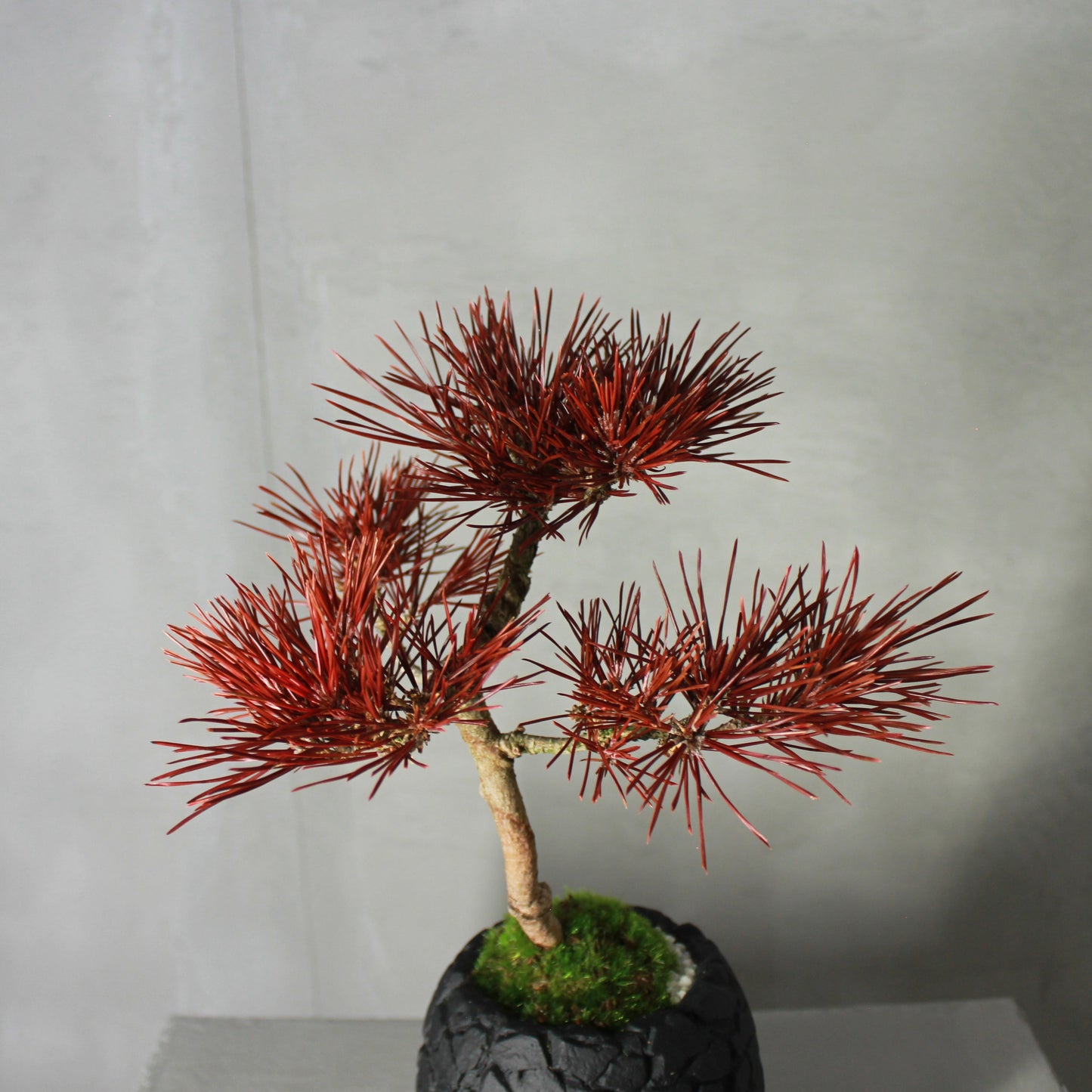 Tokocie BONSAI 黒松