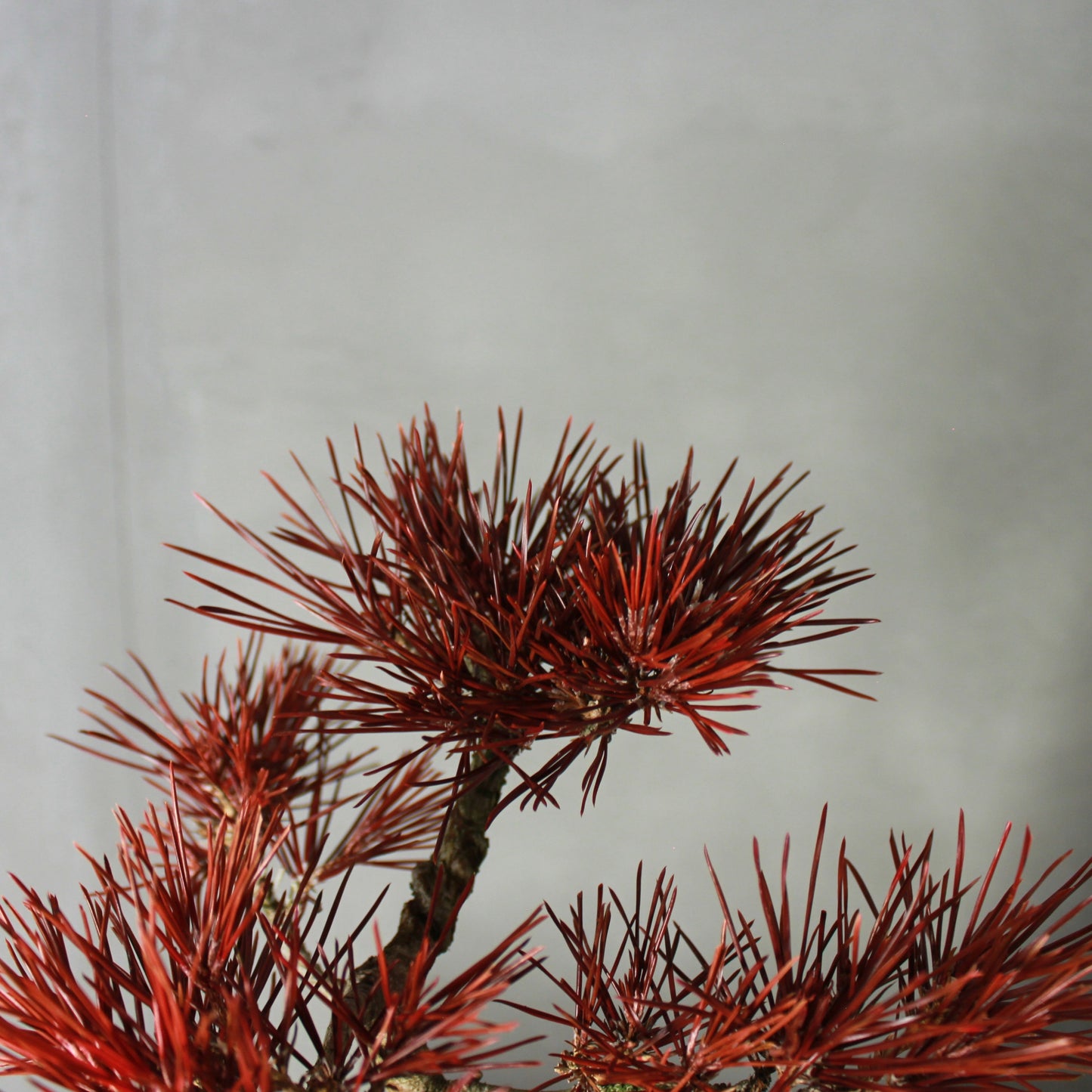 Tokocie BONSAI 黒松