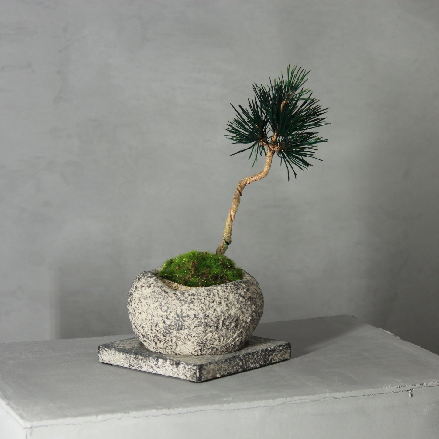 Tokocie BONSAI 黒松