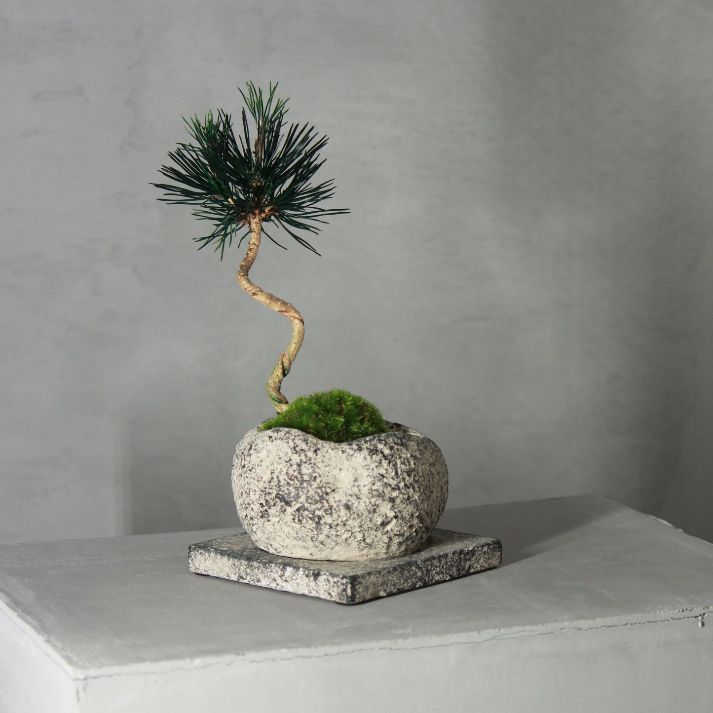 Tokocie BONSAI 黒松