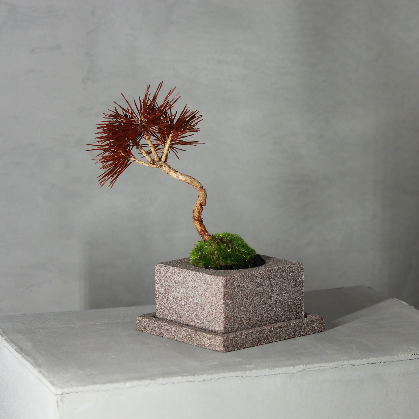 Tokocie BONSAI 黒松