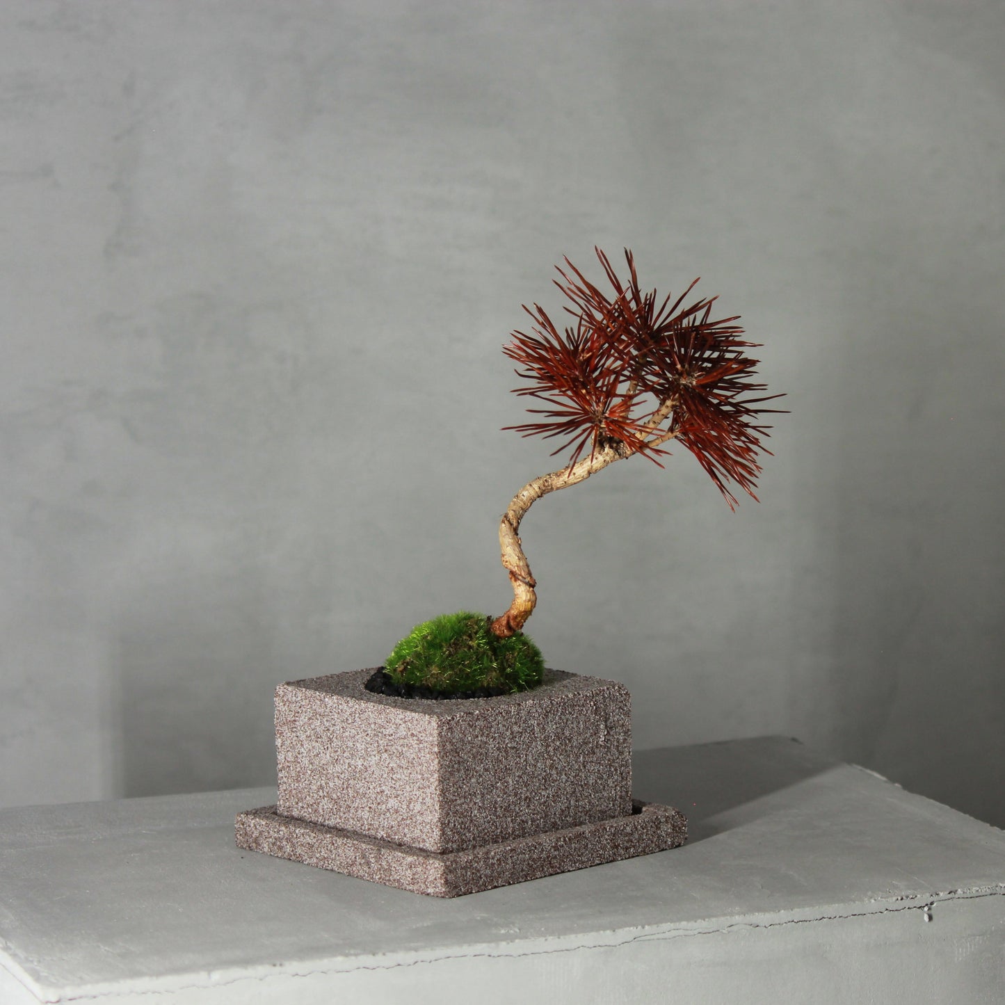 Tokocie BONSAI 黒松