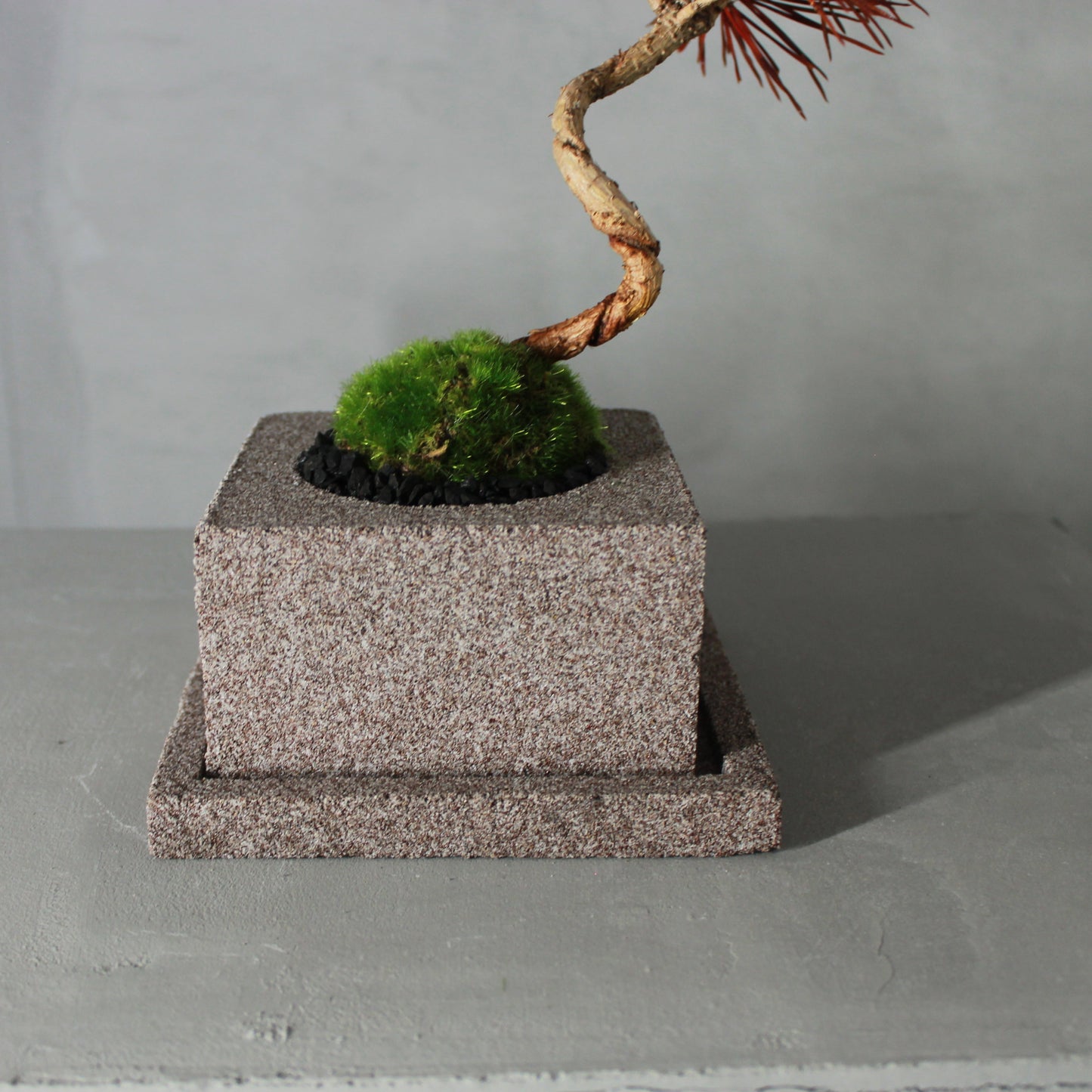 Tokocie BONSAI 黒松