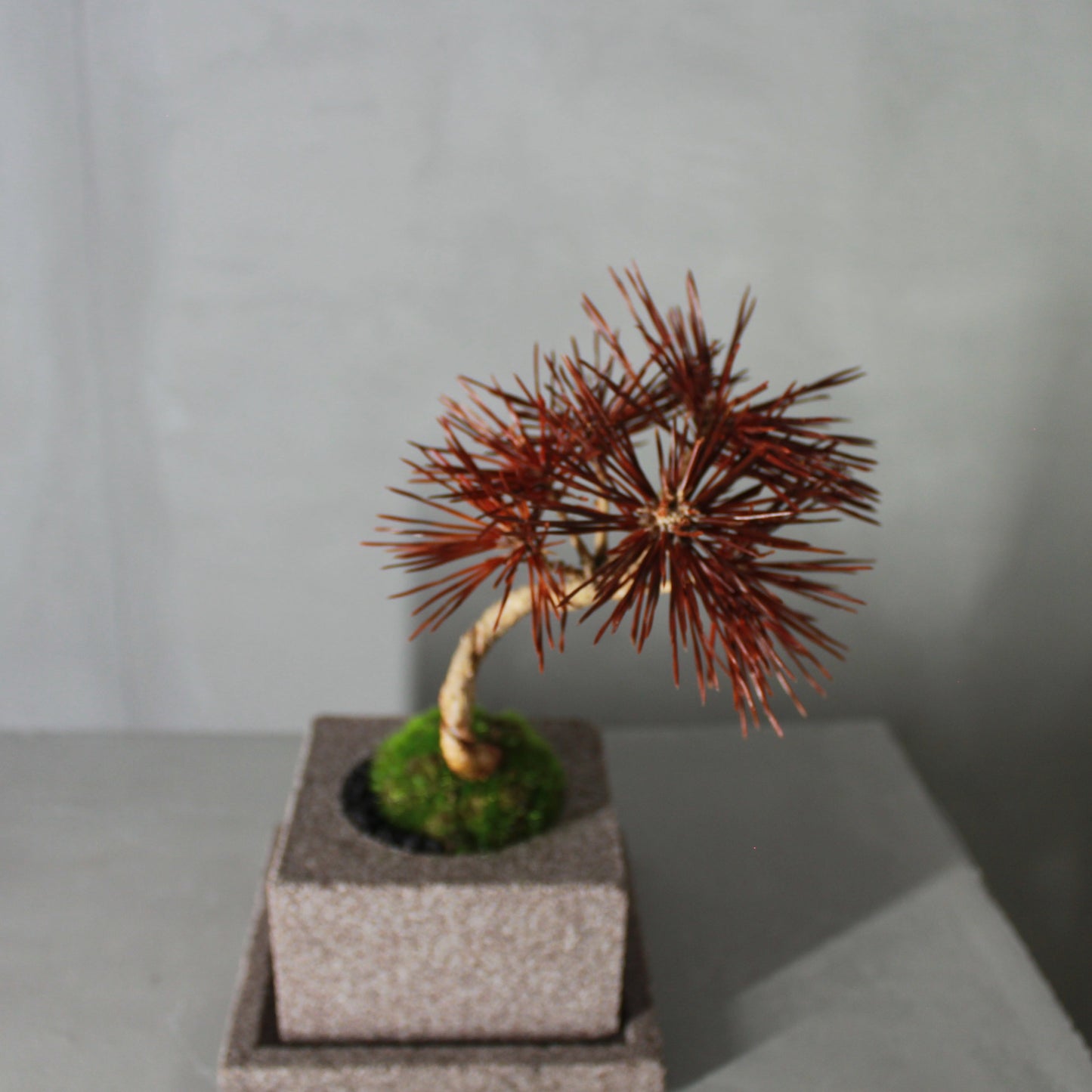 Tokocie BONSAI 黒松