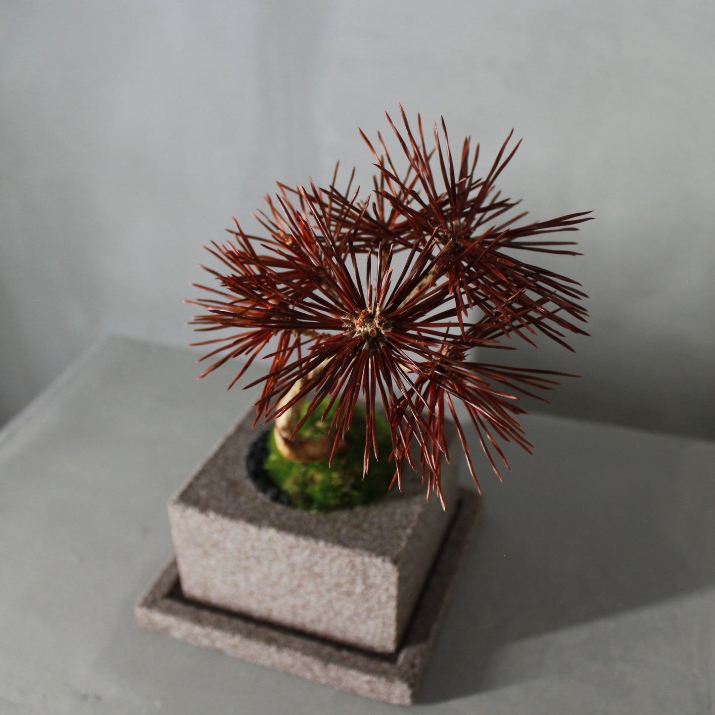 Tokocie BONSAI 黒松