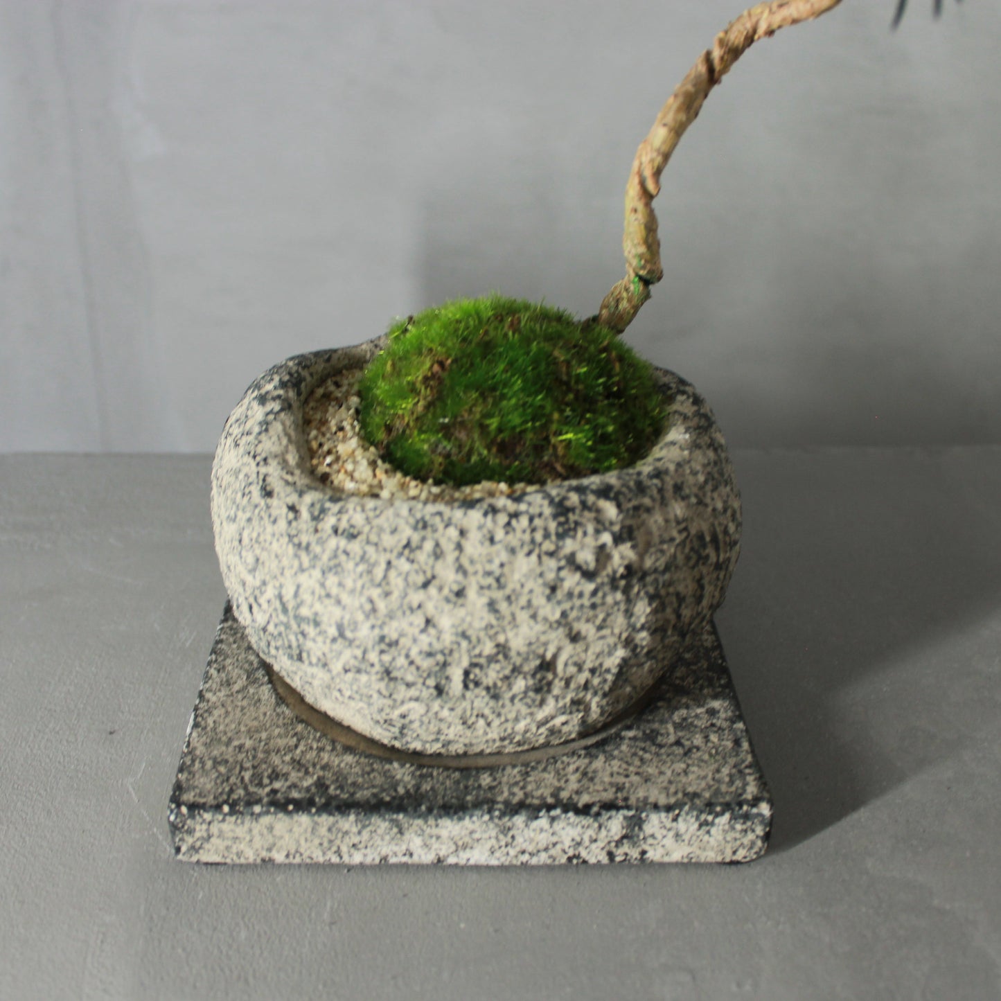 Tokocie BONSAI 黒松