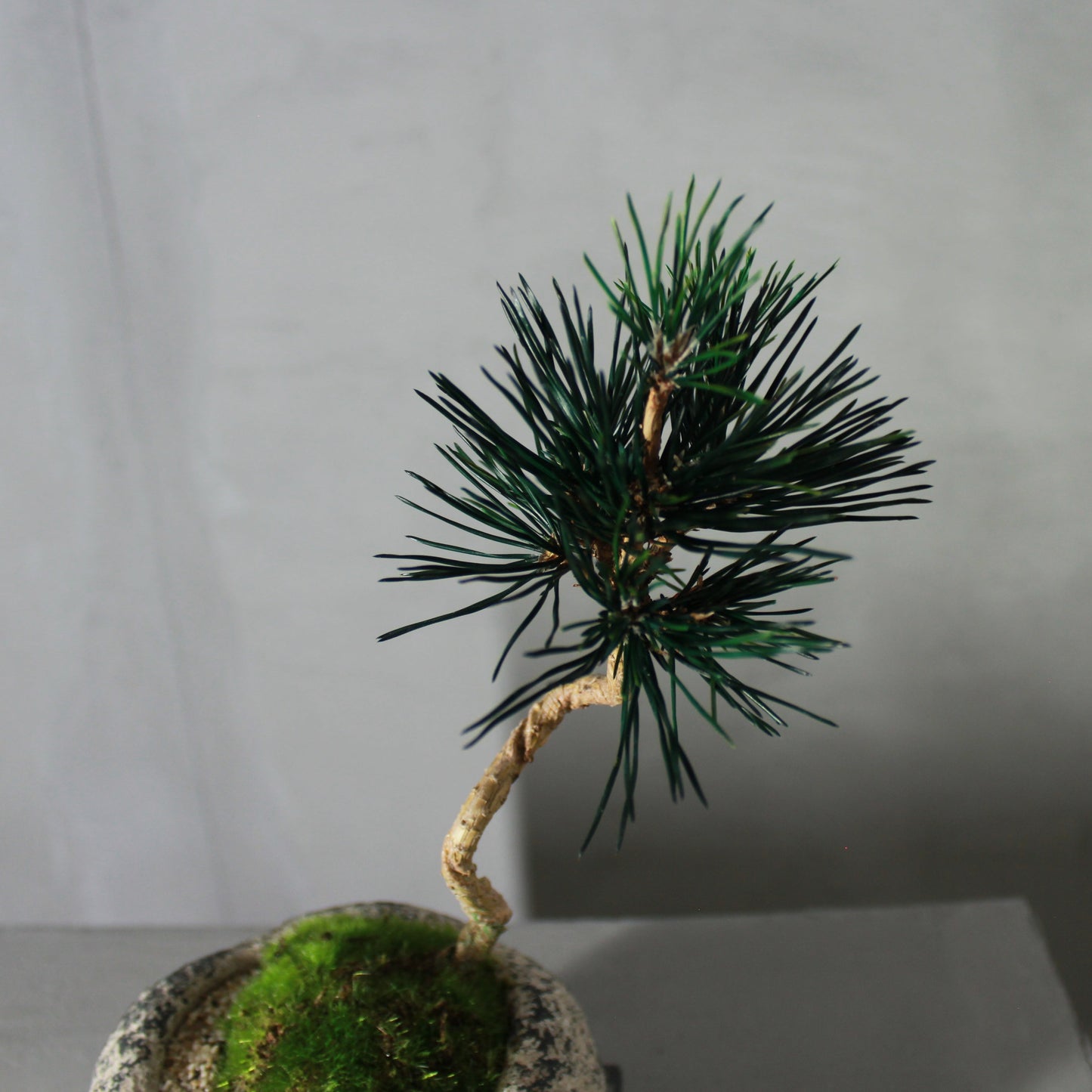 Tokocie BONSAI 黒松