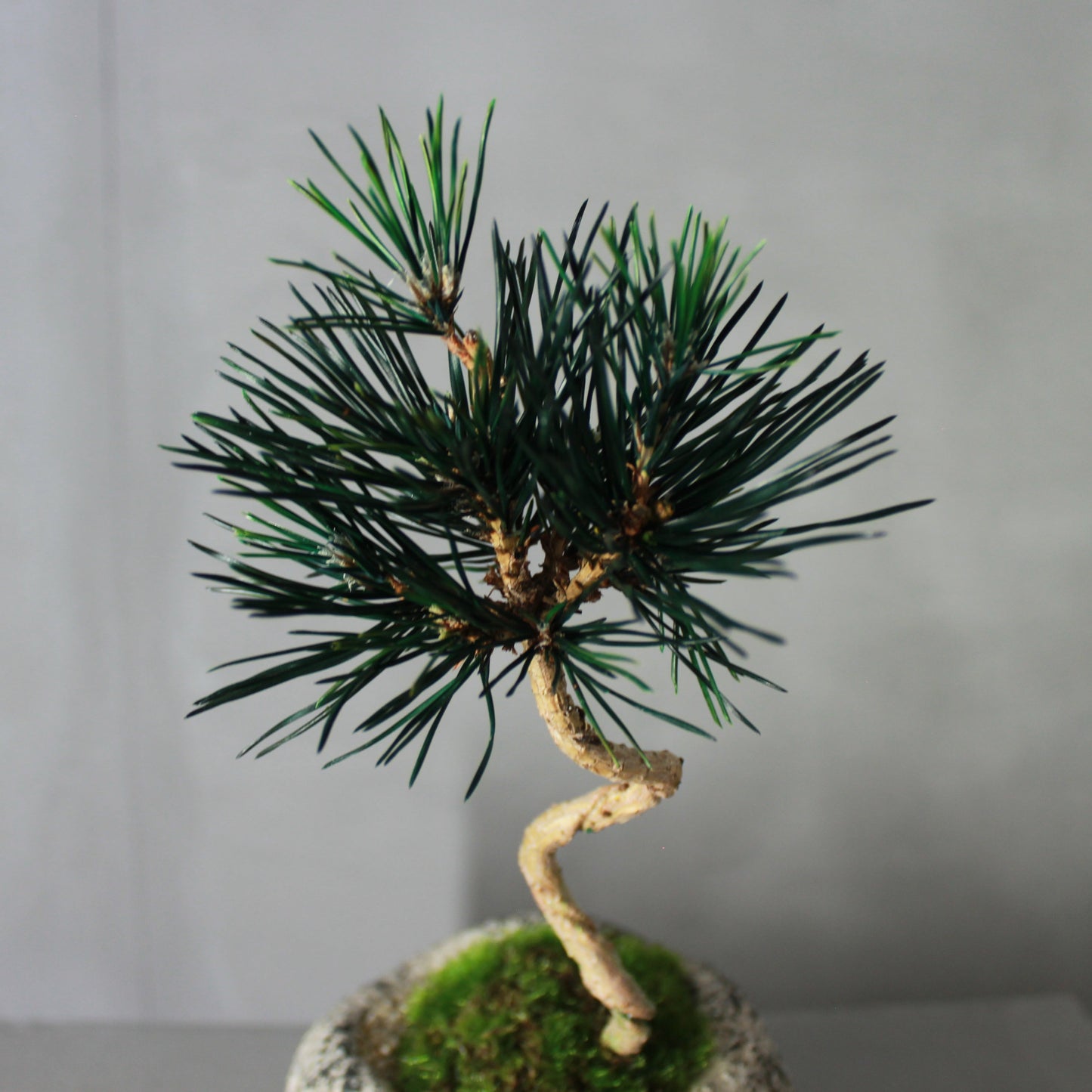 Tokocie BONSAI 黒松