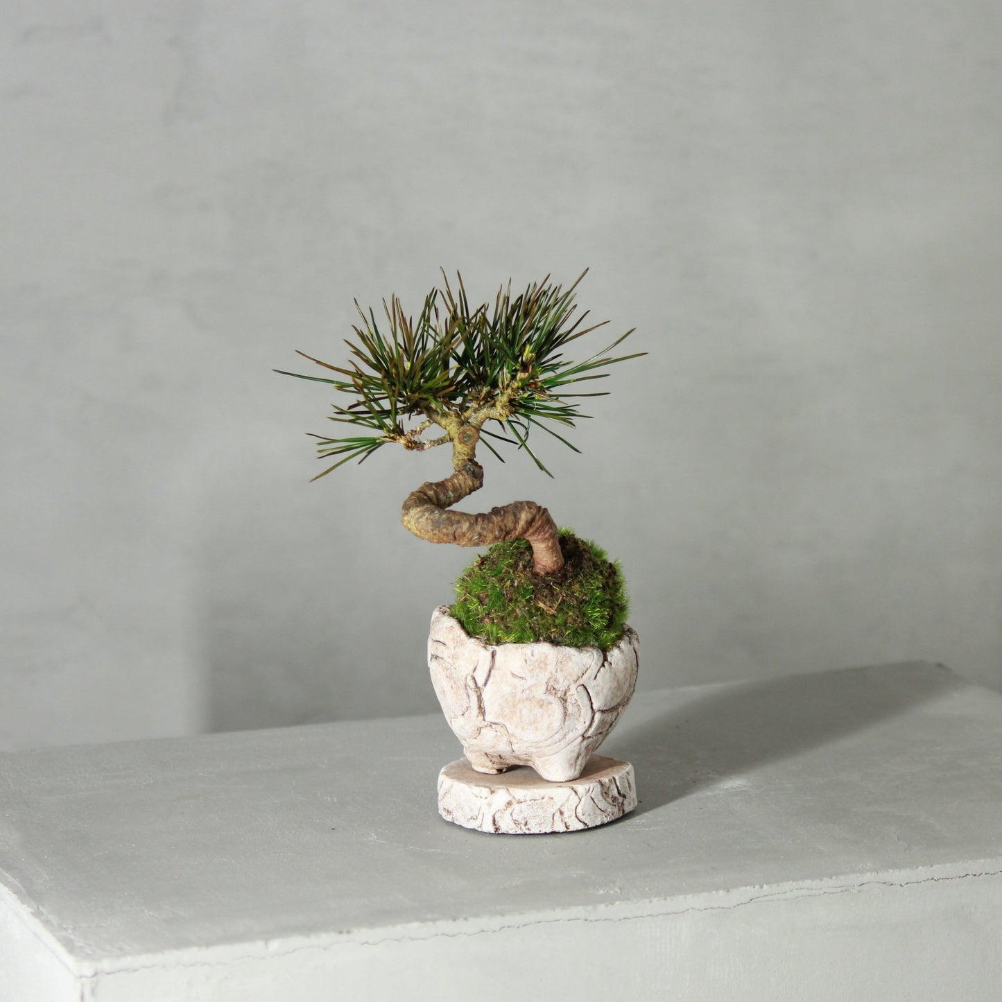 Tokocie BONSAI 黒松