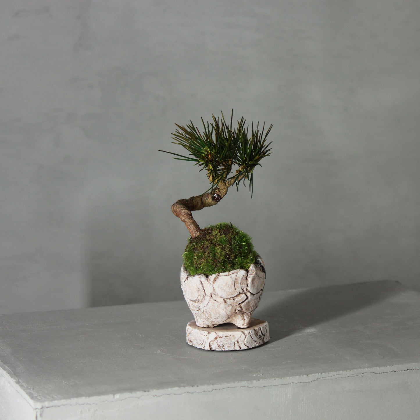 Tokocie BONSAI 黒松