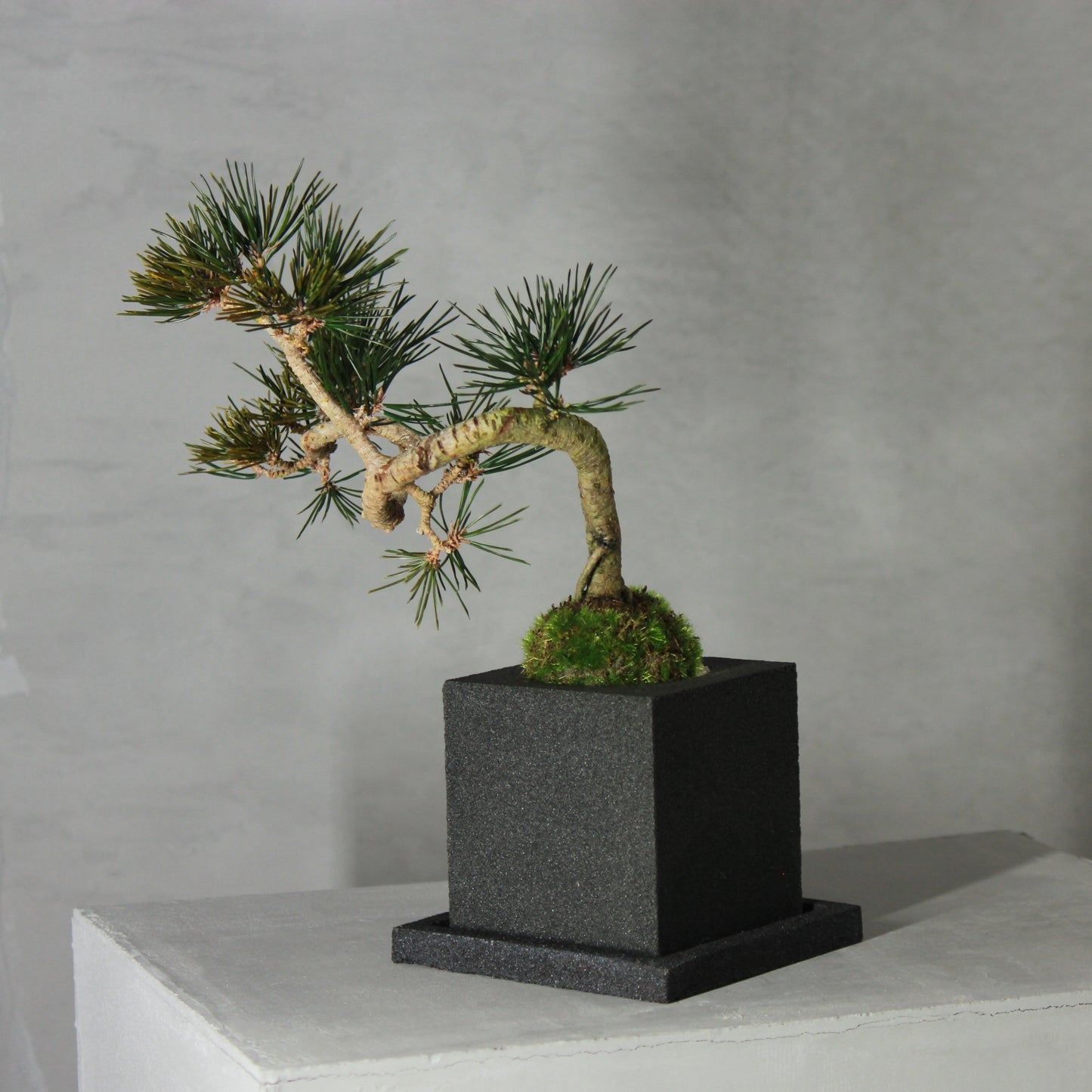 Tokocie BONSAI 黒松