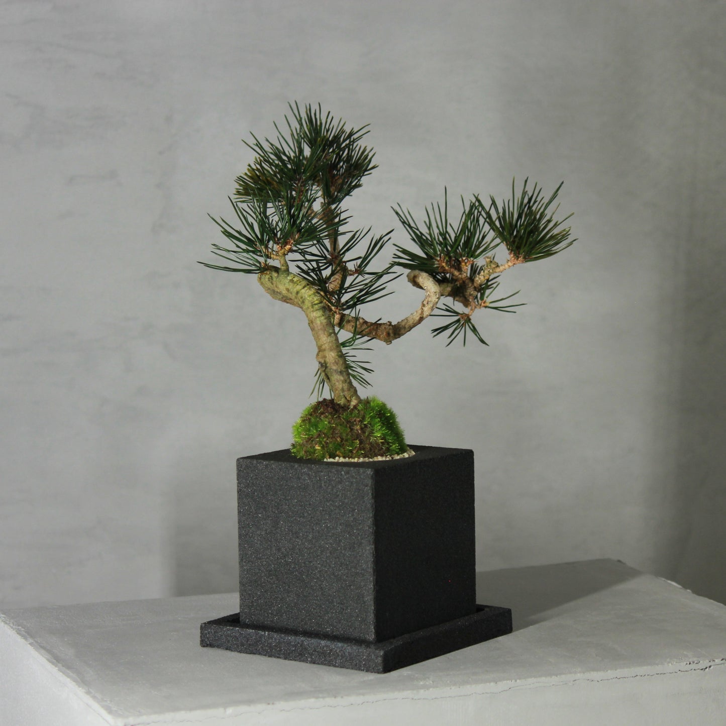 Tokocie BONSAI 黒松