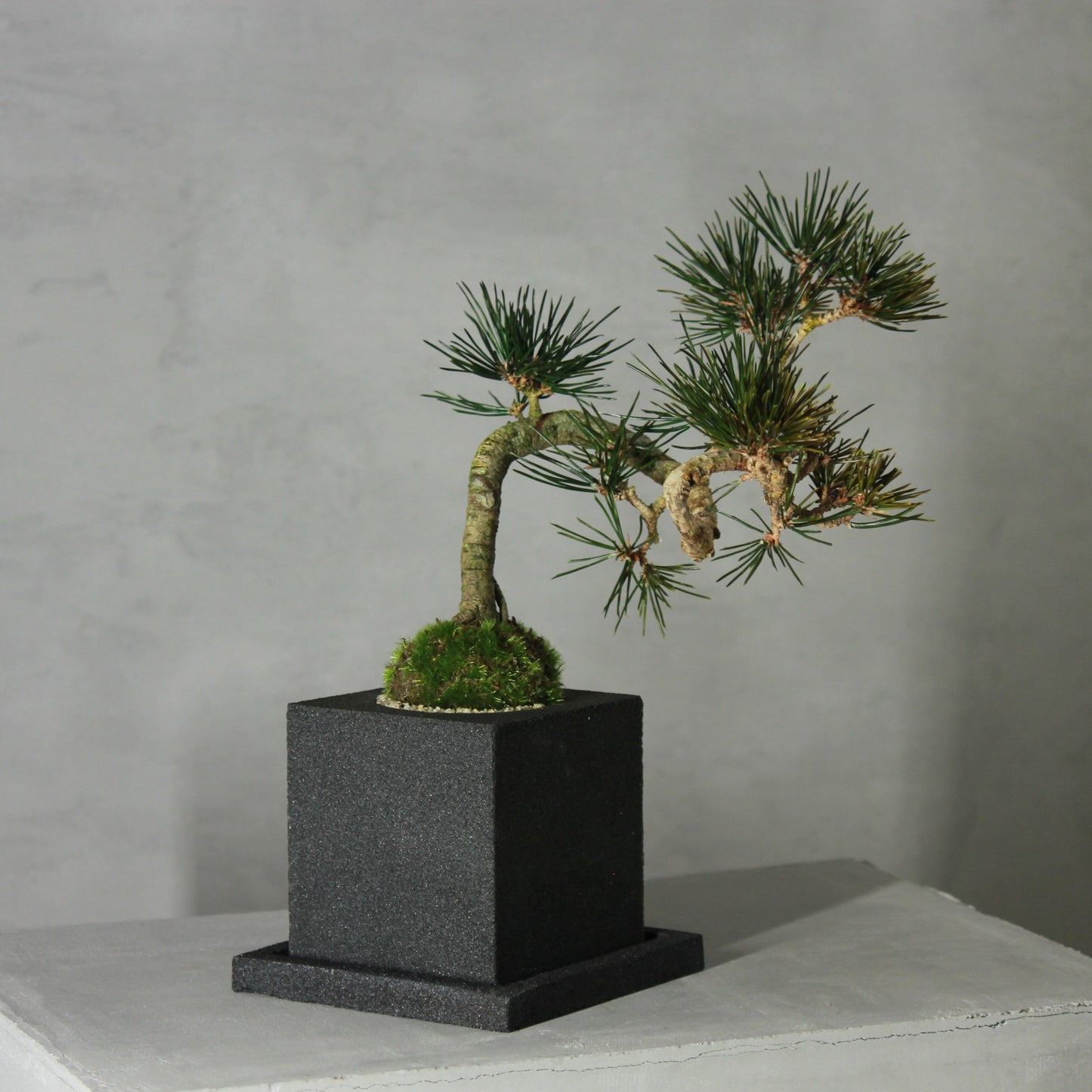 Tokocie BONSAI 黒松