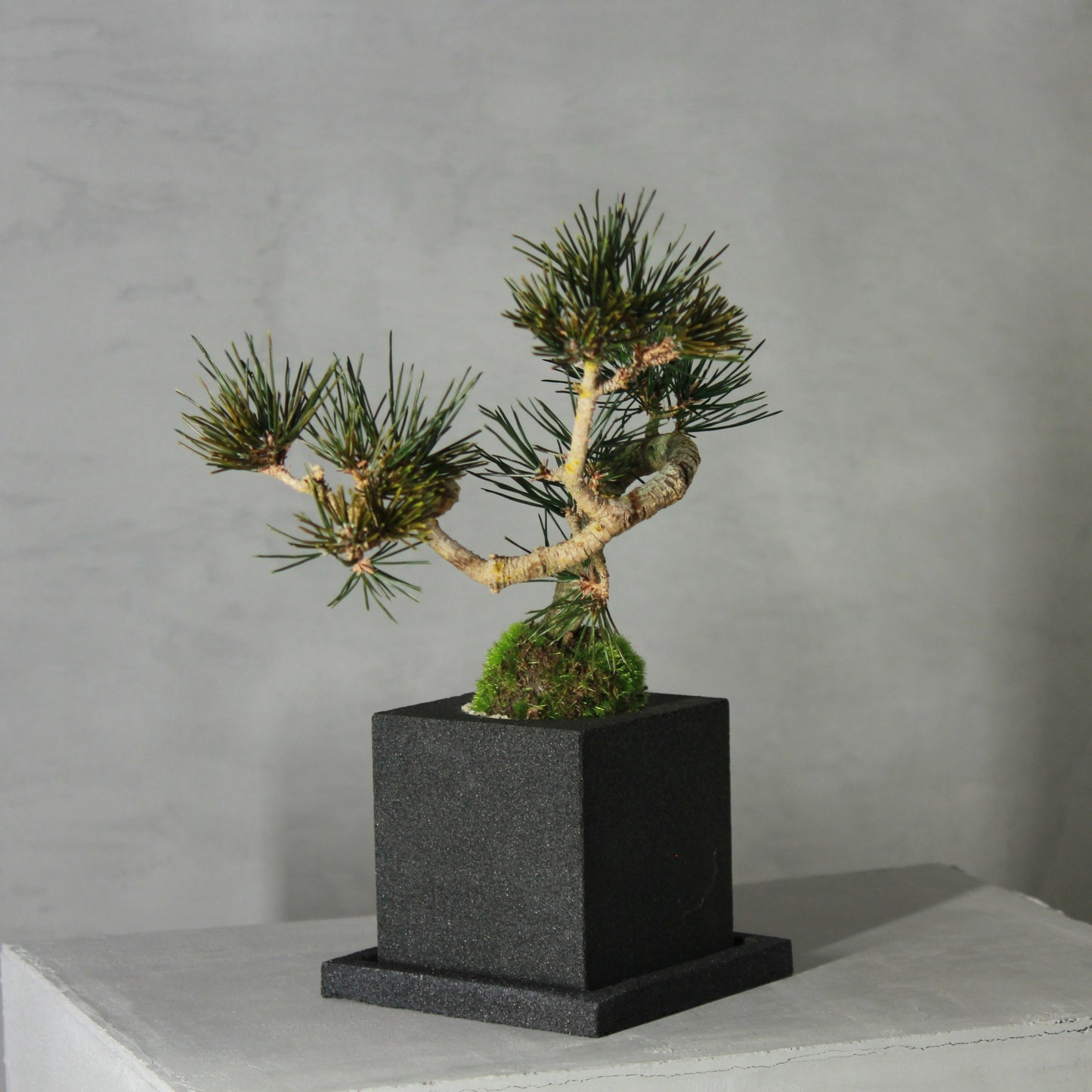 Tokocie BONSAI 黒松