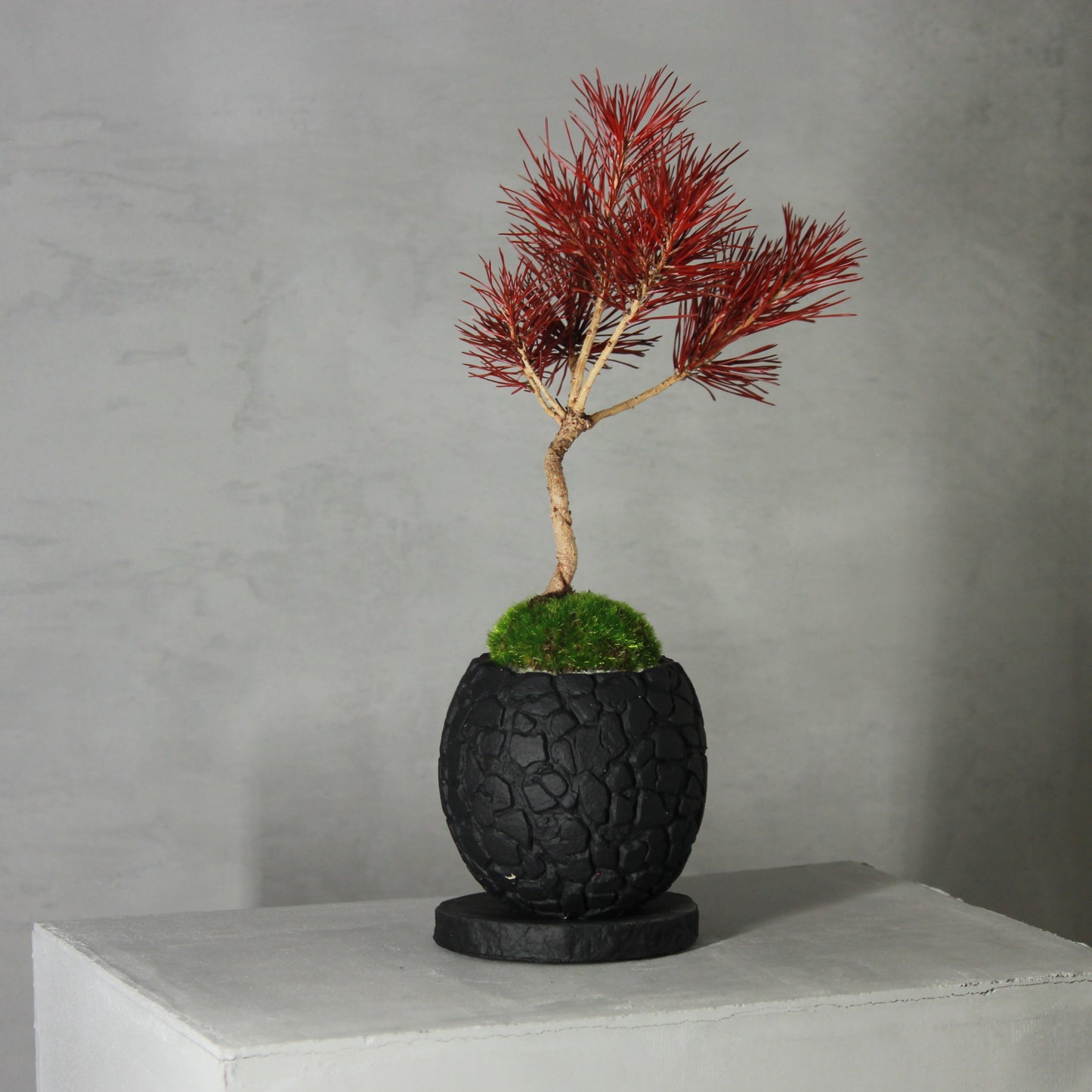Tokocie BONSAI 黒松