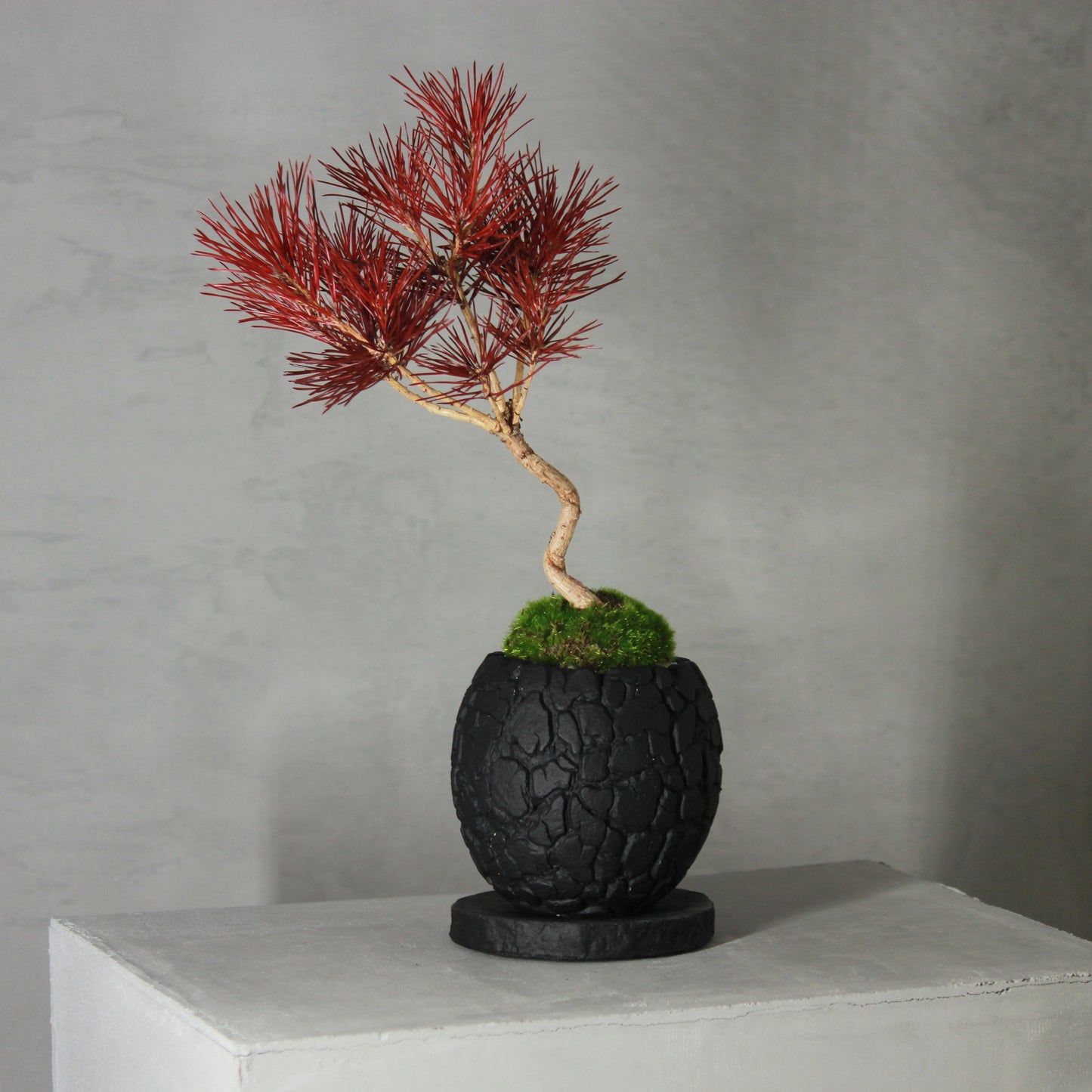 Tokocie BONSAI 黒松