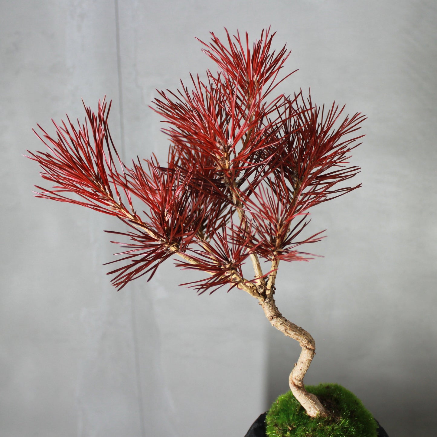 Tokocie BONSAI 黒松