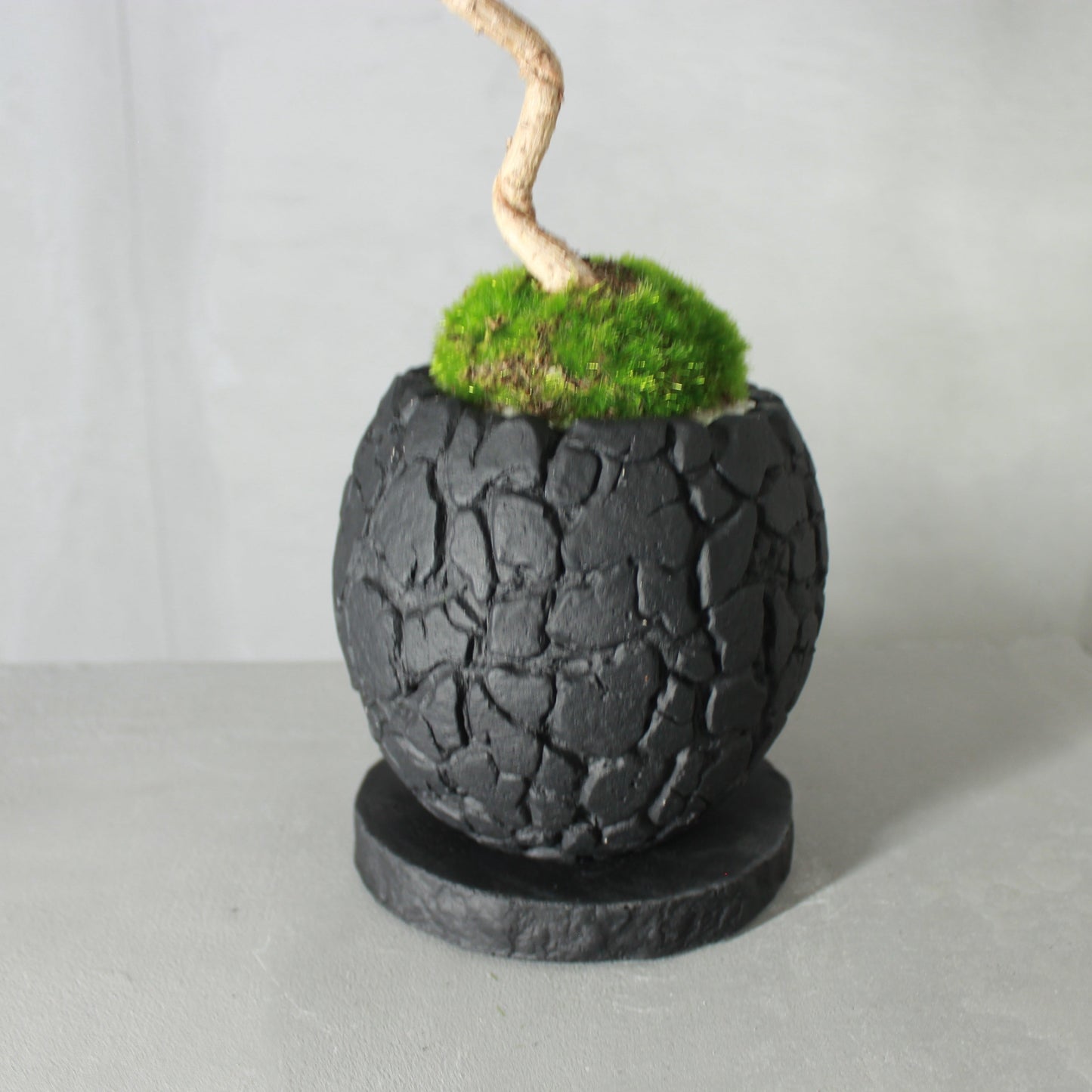 Tokocie BONSAI 黒松