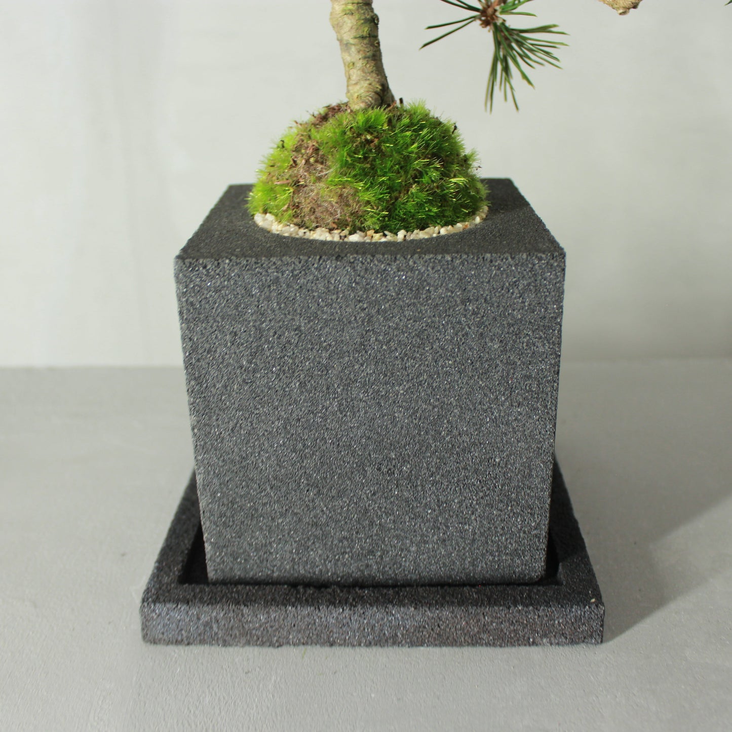 Tokocie BONSAI 黒松