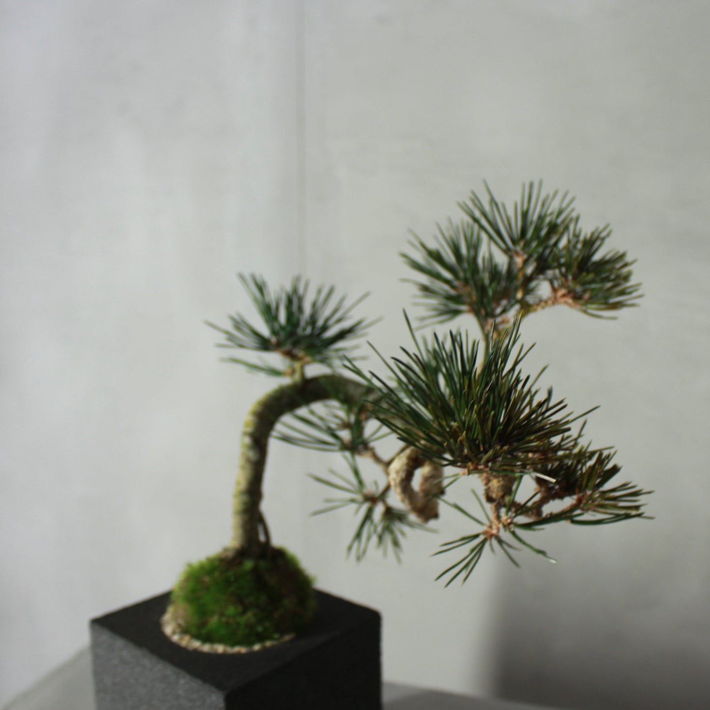 Tokocie BONSAI 黒松