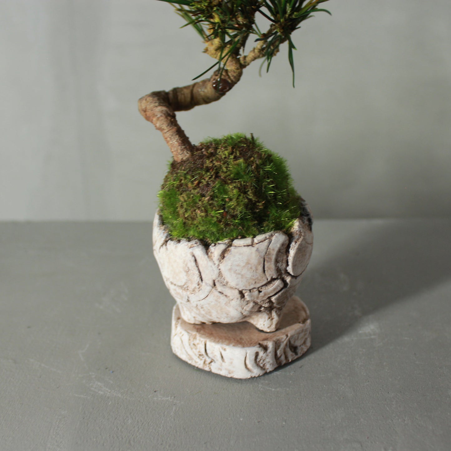 Tokocie BONSAI 黒松