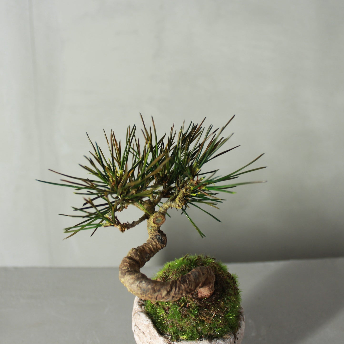 Tokocie BONSAI 黒松