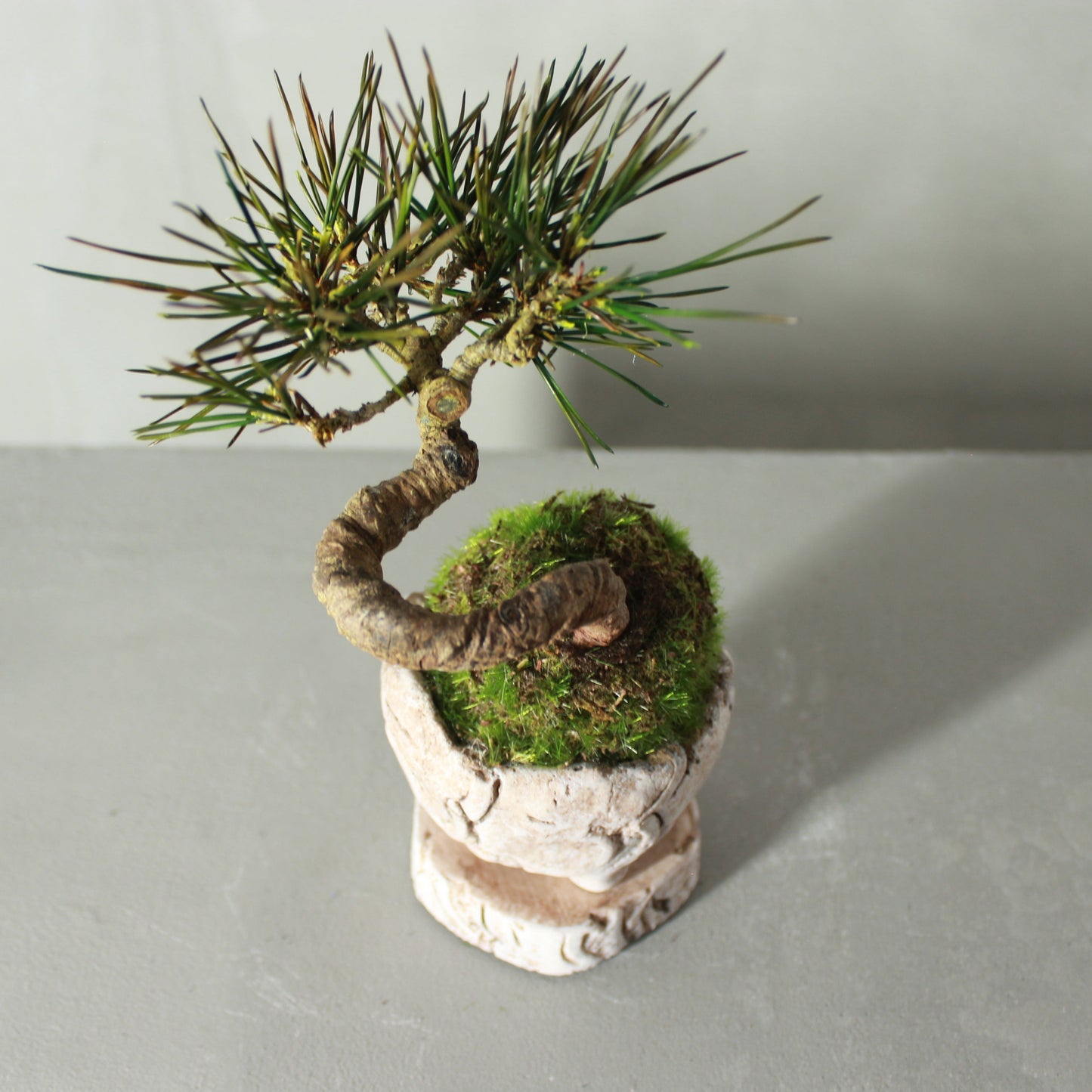 Tokocie BONSAI 黒松