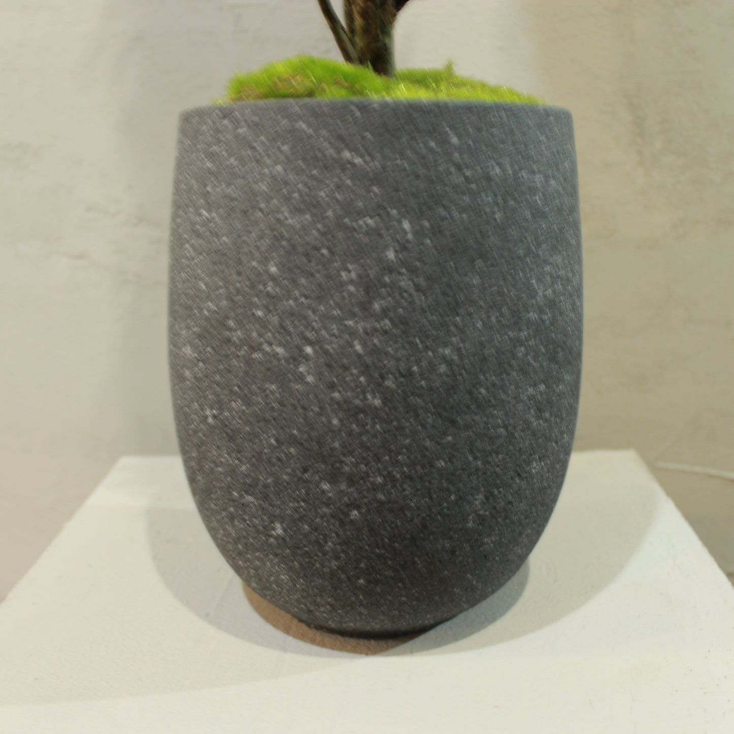 Floor tree ゴールドクレスト トルネード イエロー