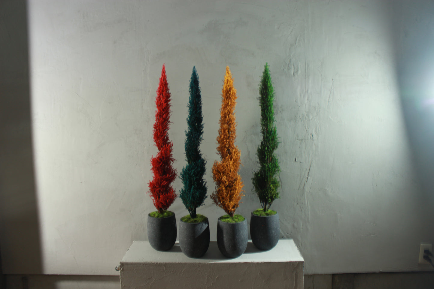 Conifer select エルウッズエンパイヤー