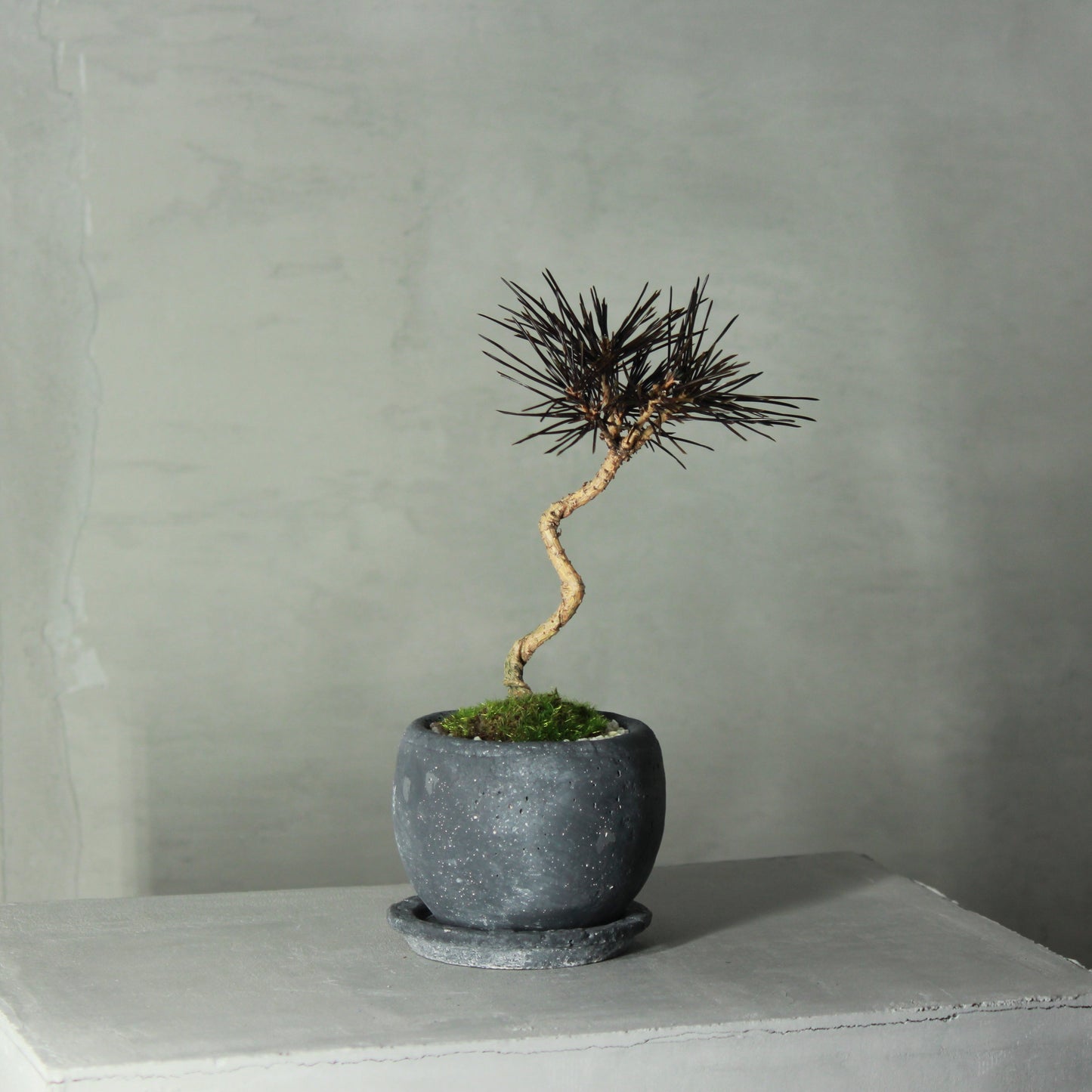 Tokocie BONSAI 黒松