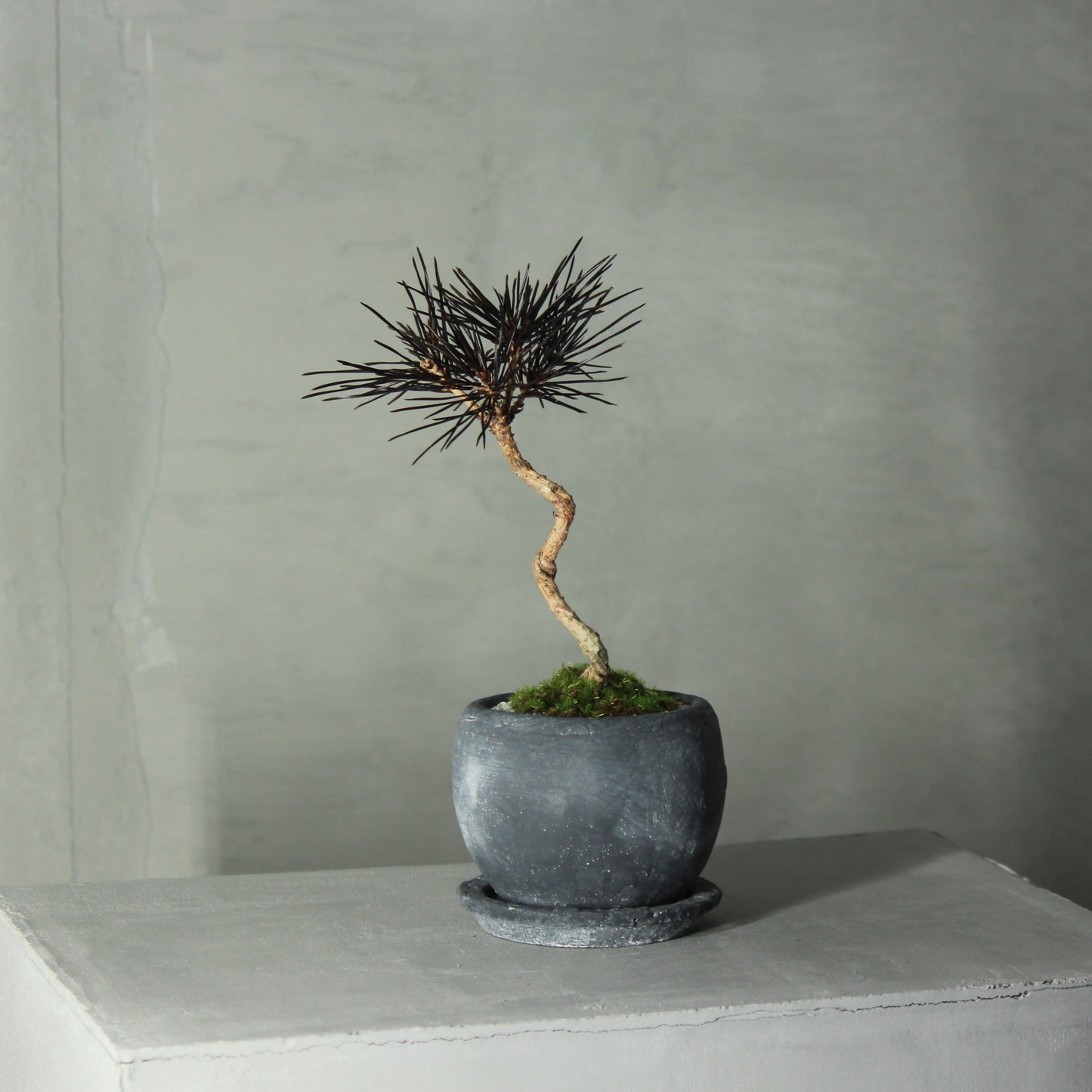 Tokocie BONSAI 黒松