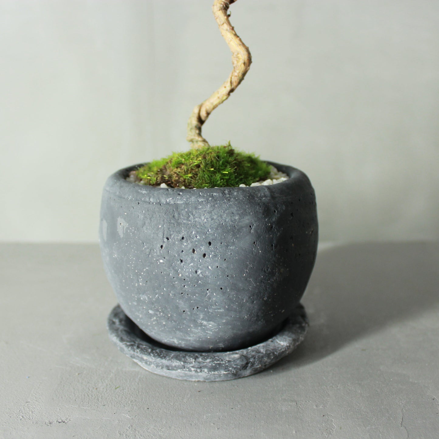 Tokocie BONSAI 黒松