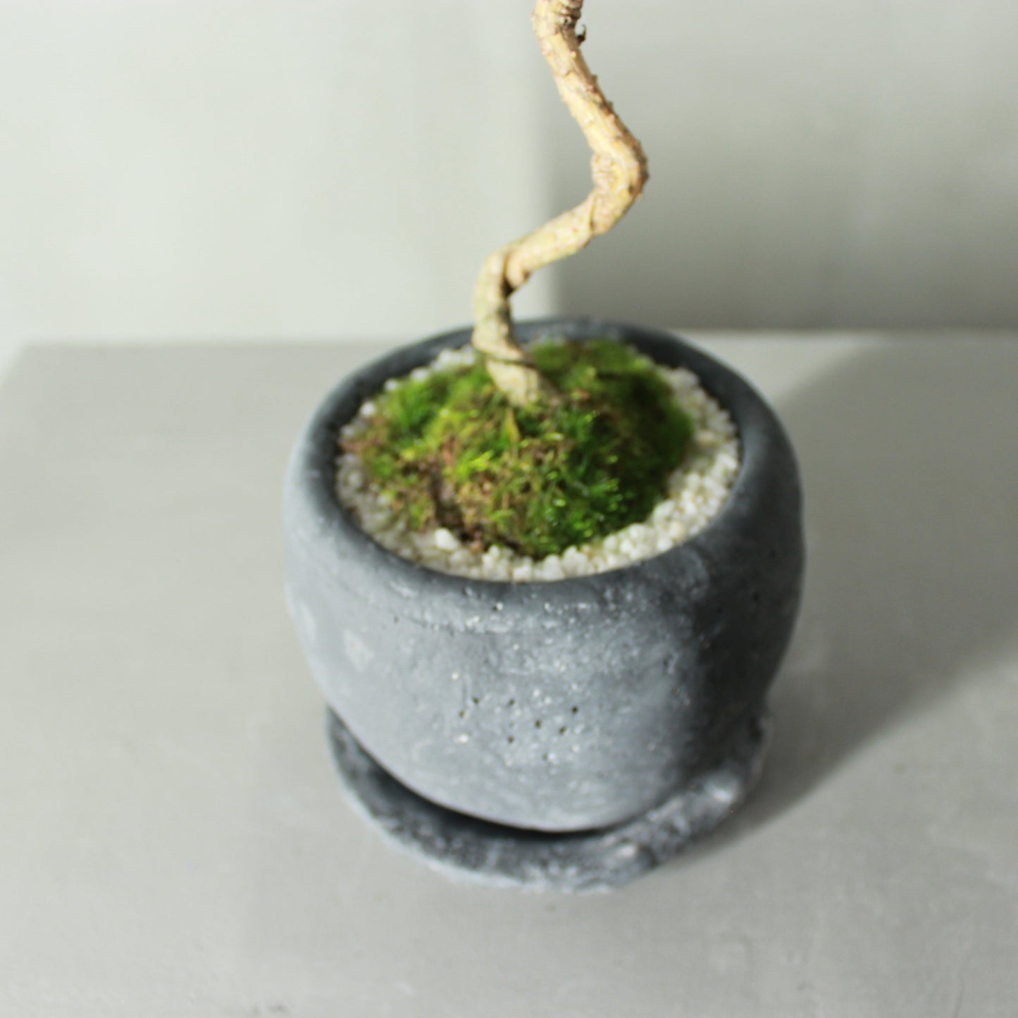 Tokocie BONSAI 黒松
