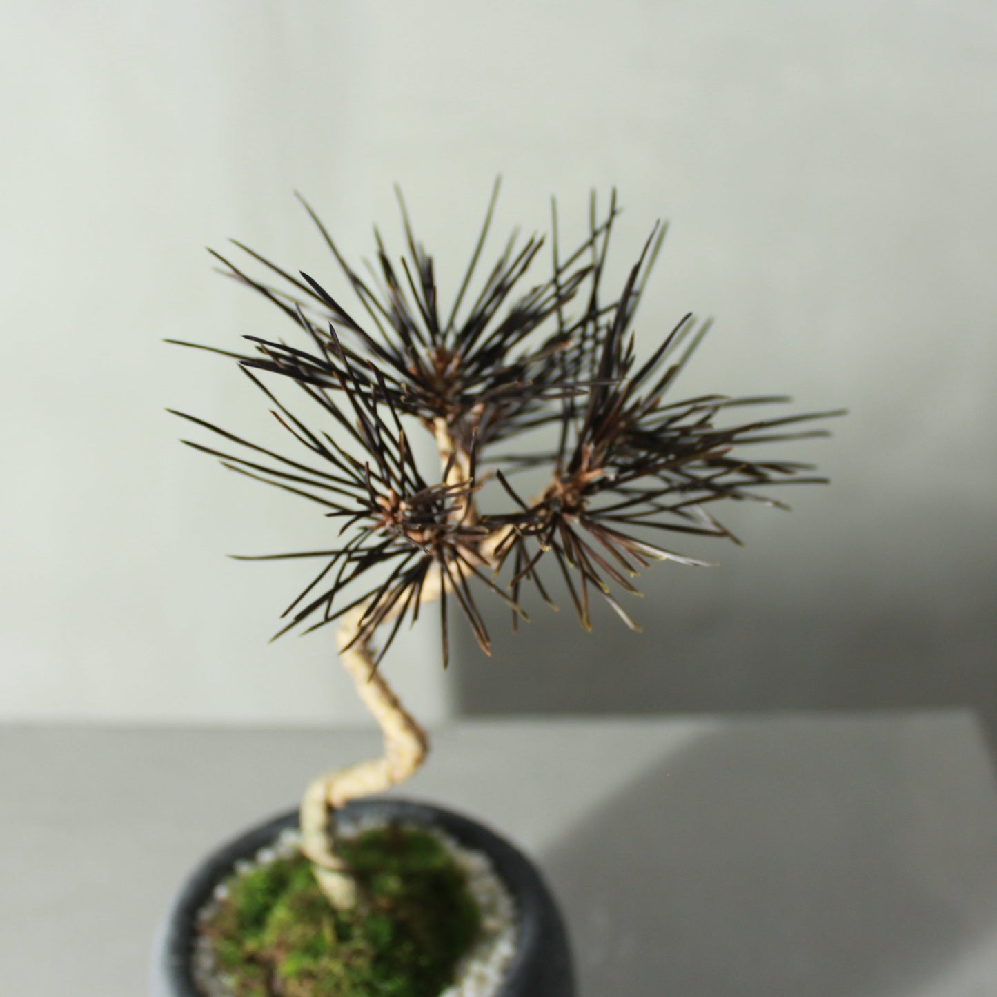 Tokocie BONSAI 黒松