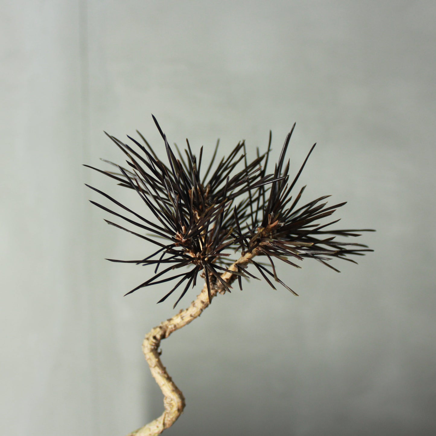 Tokocie BONSAI 黒松