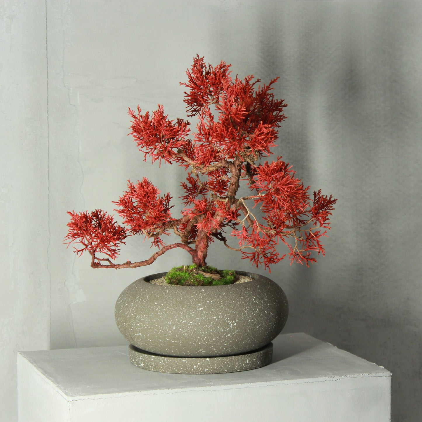 Tokocie BONSAI Premium 真柏