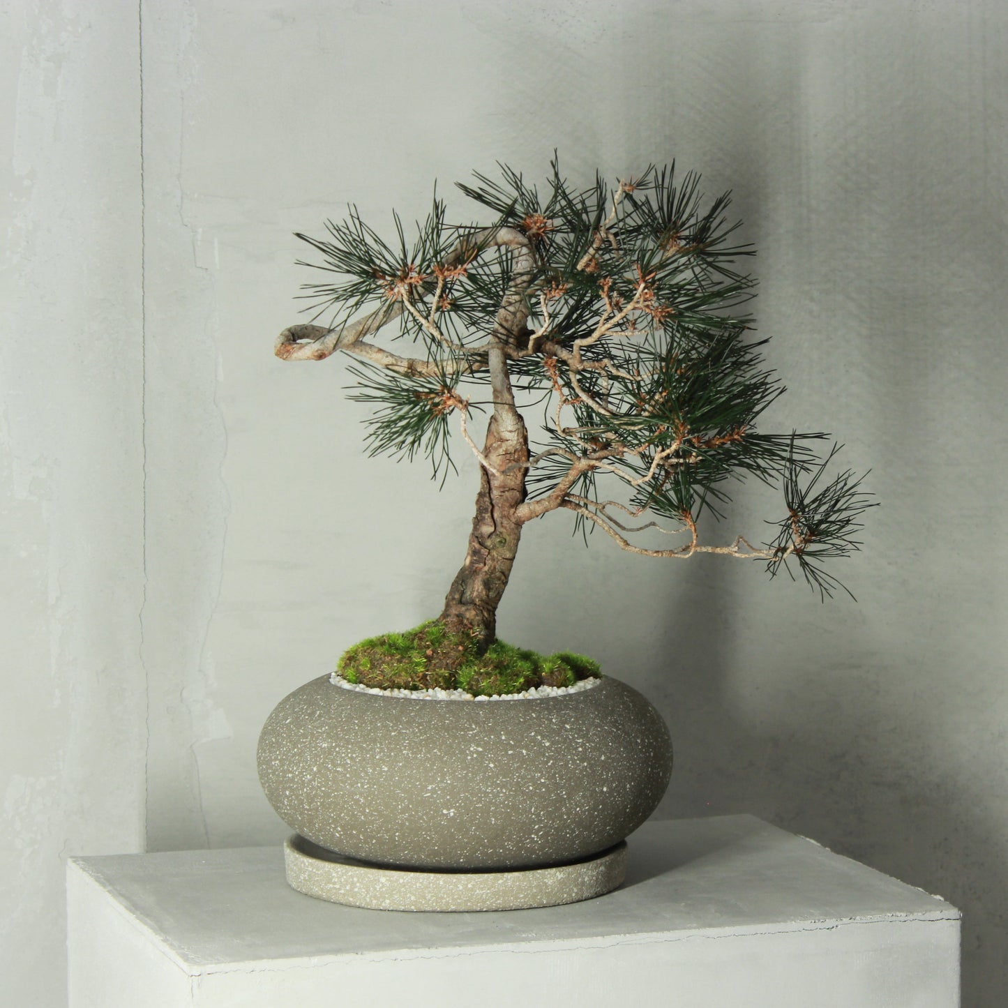 Tokocie BONSAI Premium 黒松