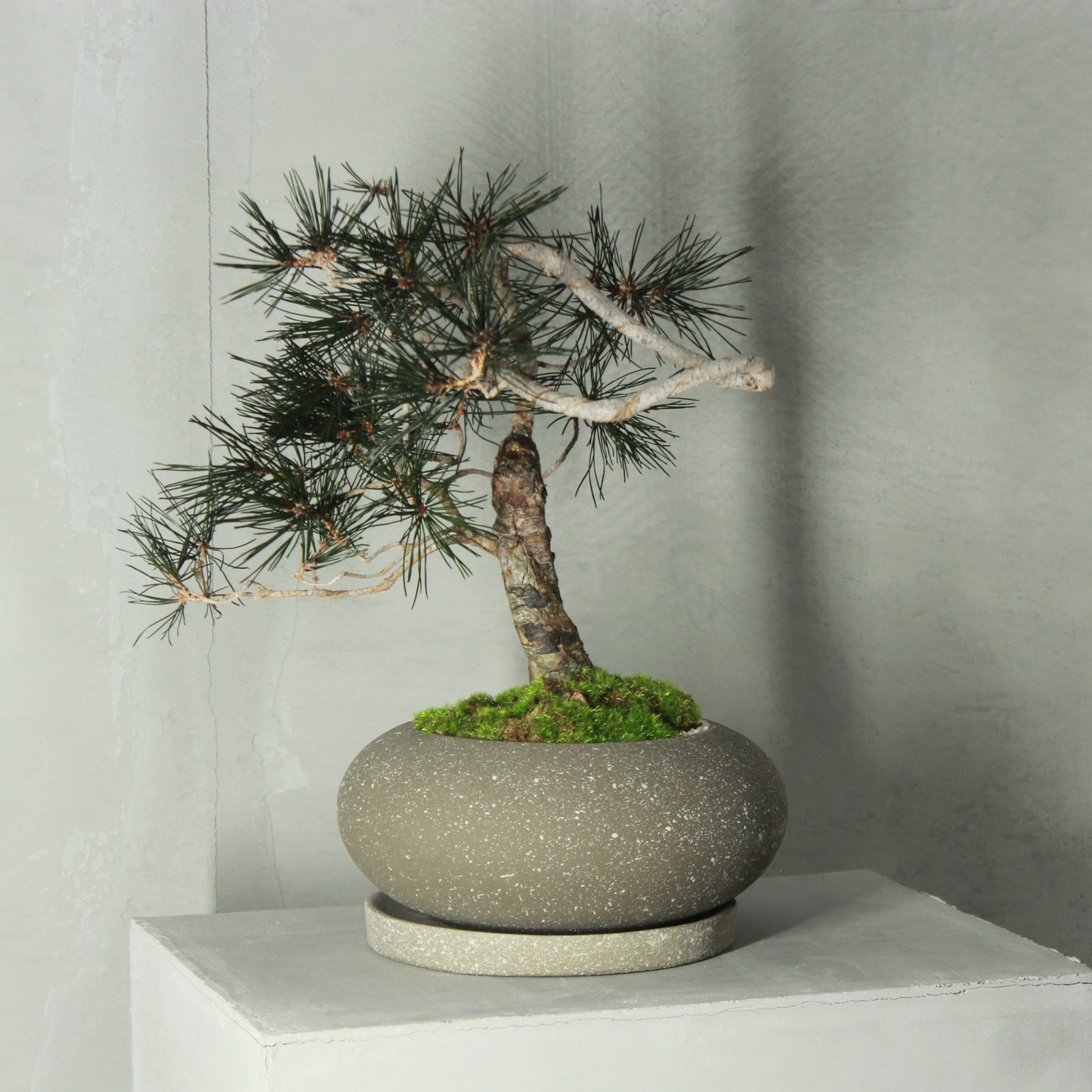 Tokocie BONSAI Premium 黒松