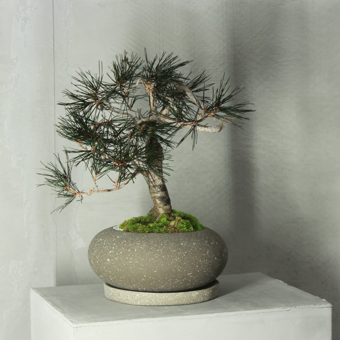 Tokocie BONSAI Premium 黒松
