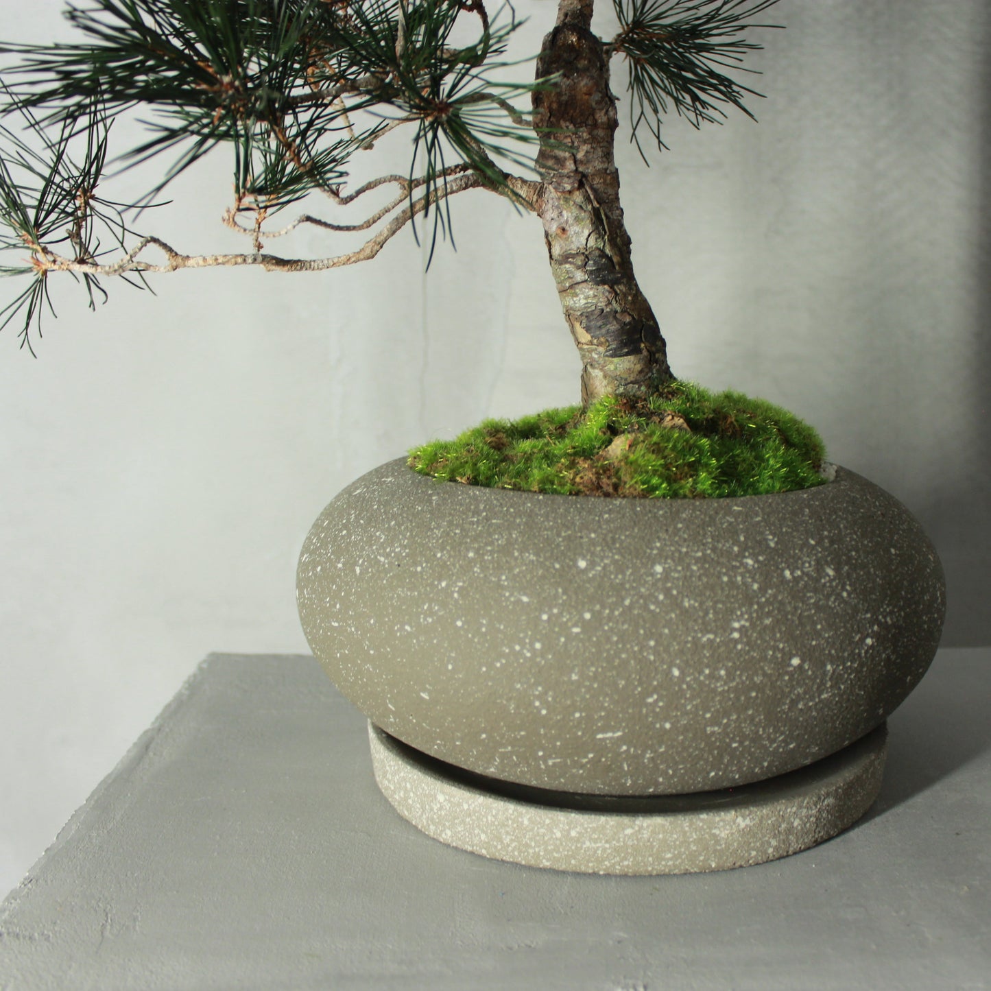 Tokocie BONSAI Premium 黒松