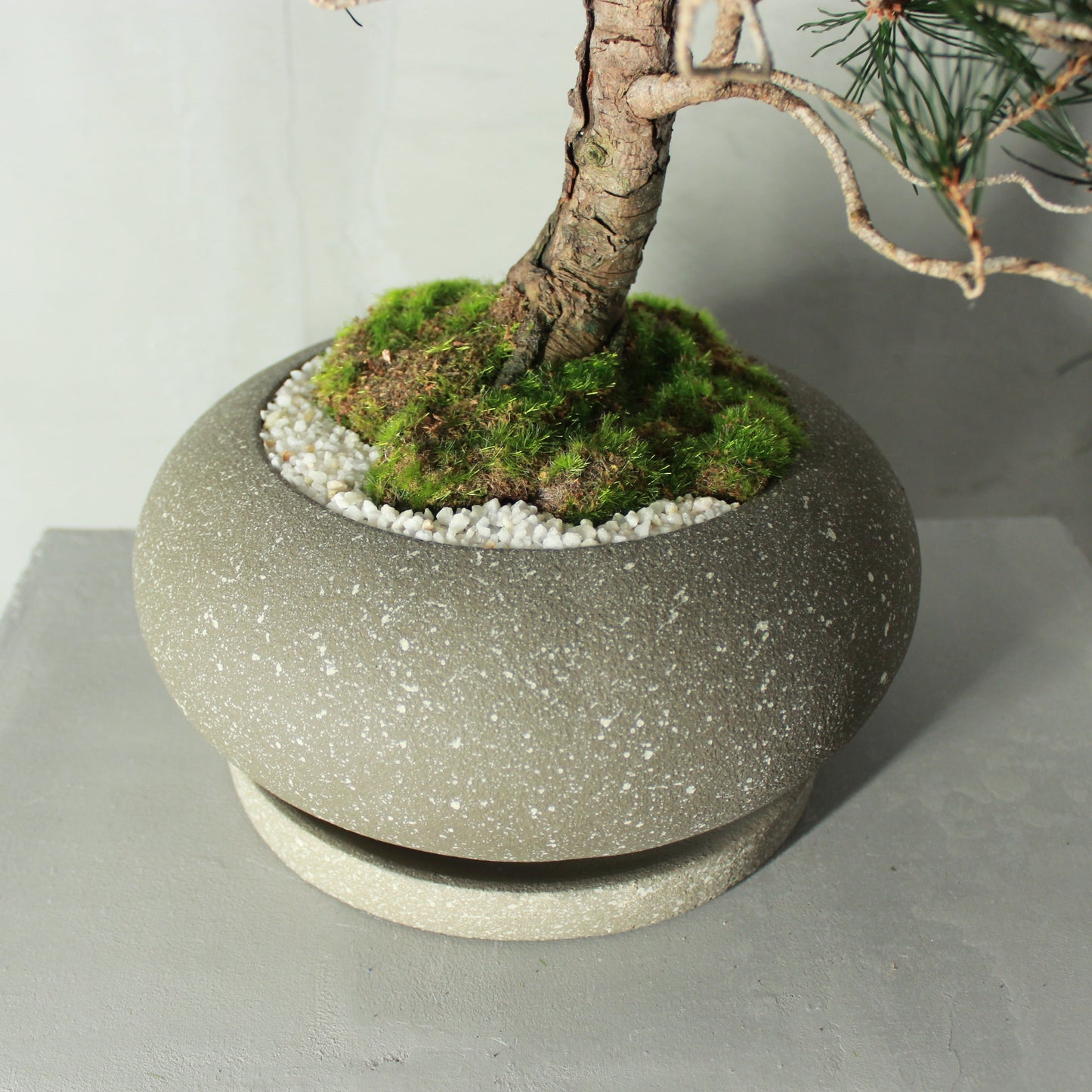 Tokocie BONSAI Premium 黒松