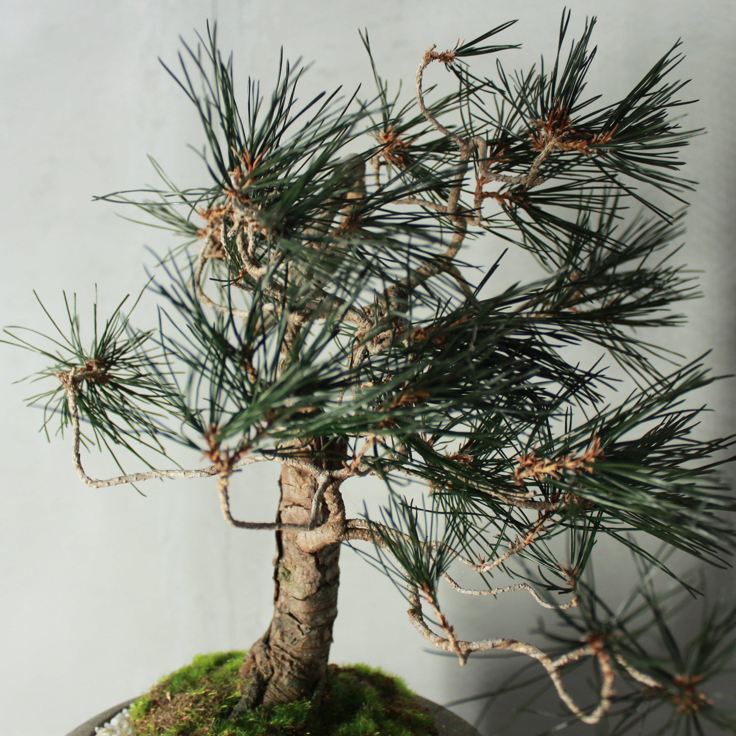 Tokocie BONSAI Premium 黒松