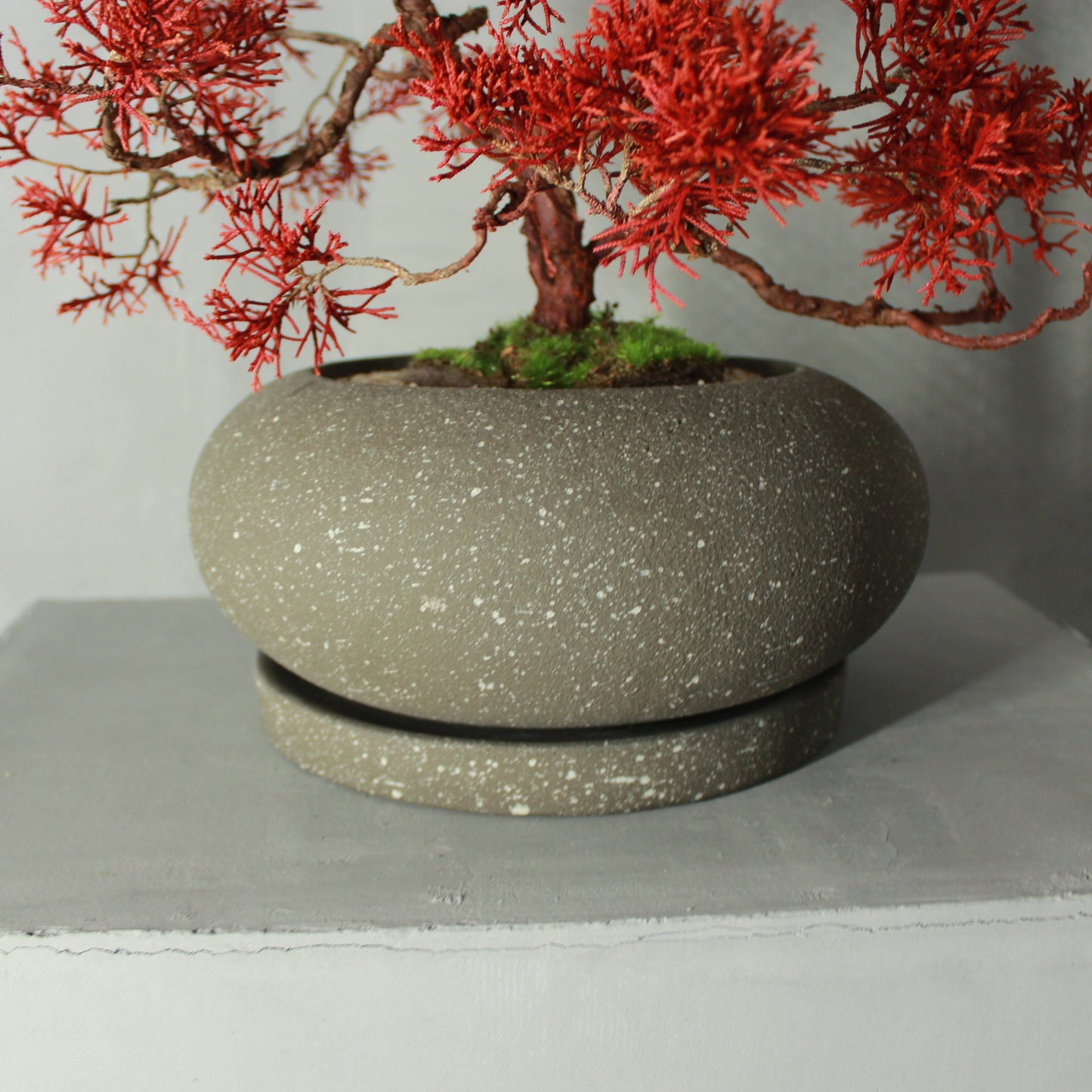 Tokocie BONSAI Premium 真柏