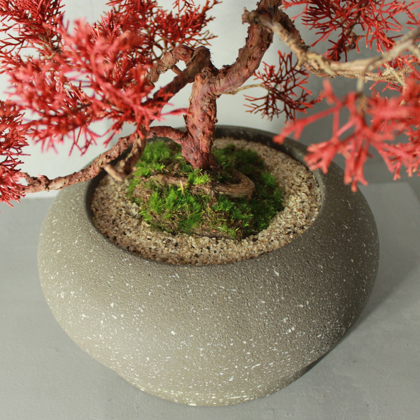 Tokocie BONSAI Premium 真柏