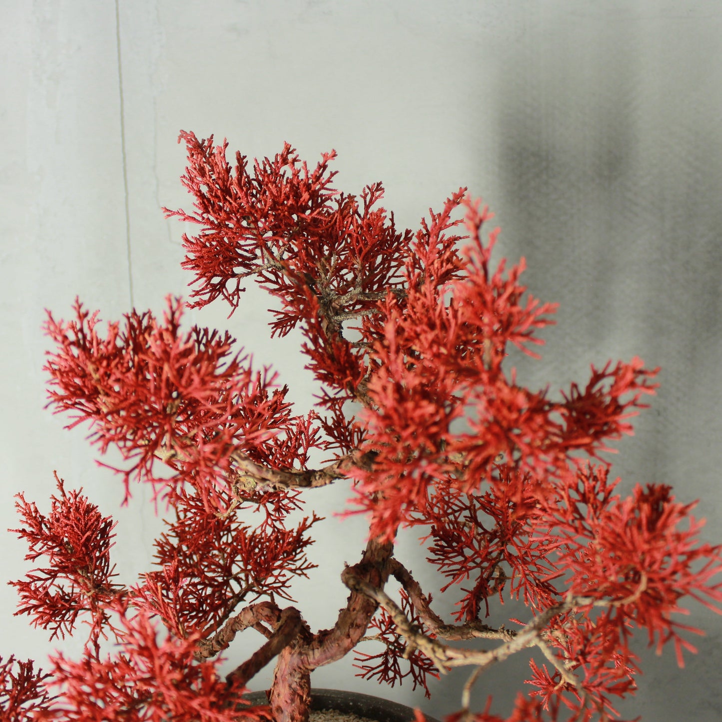 Tokocie BONSAI Premium 真柏