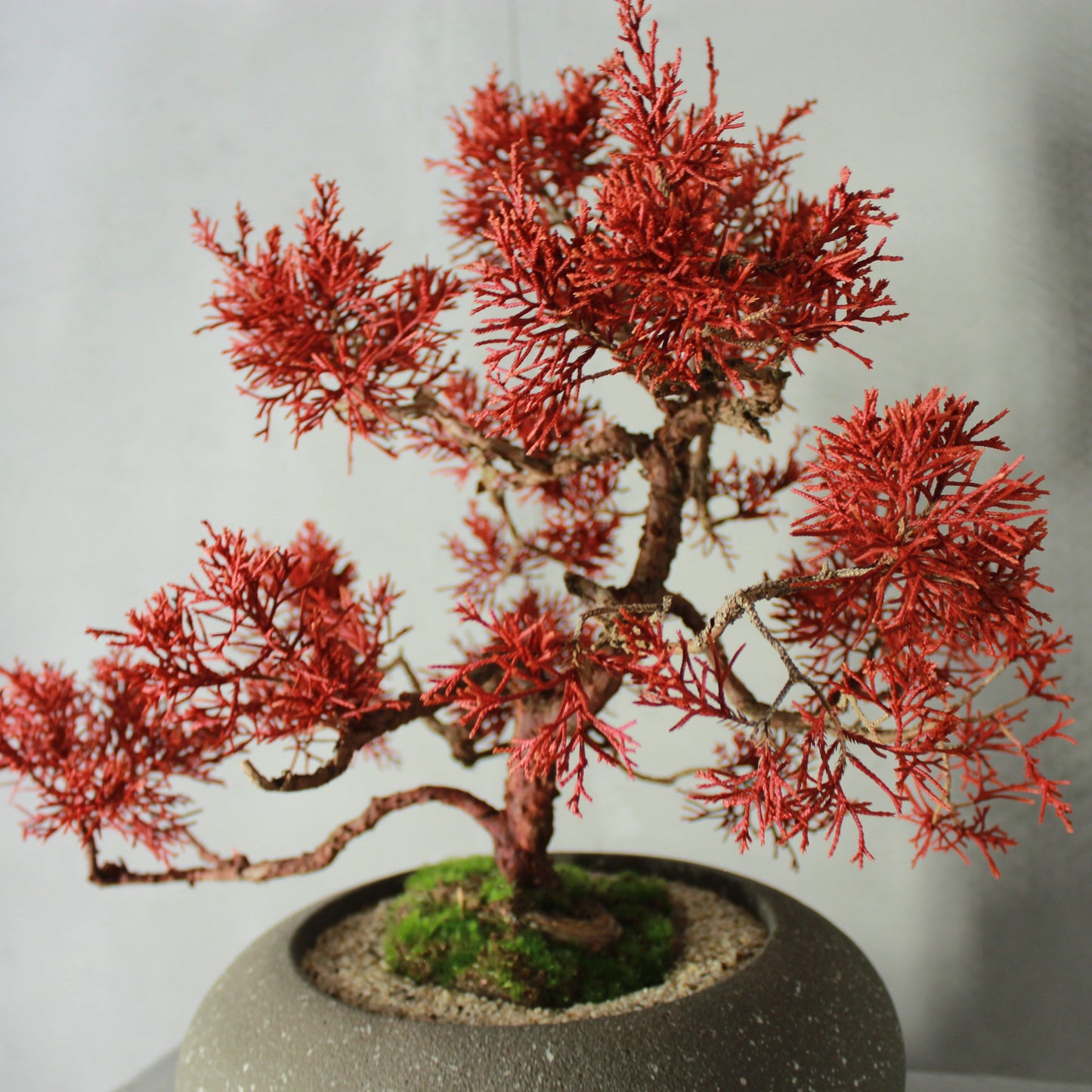 Tokocie BONSAI Premium 真柏