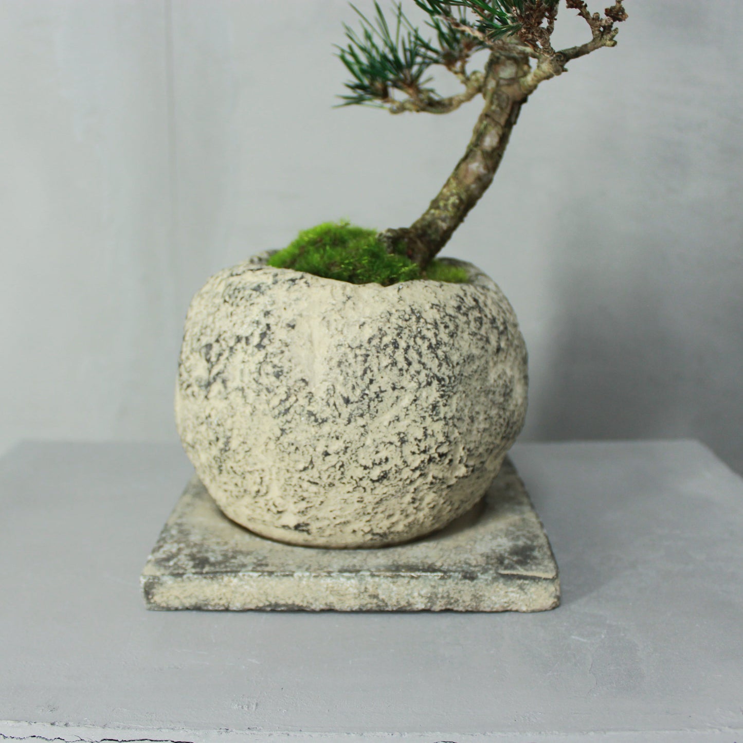 Tokocie BONSAI 黒松