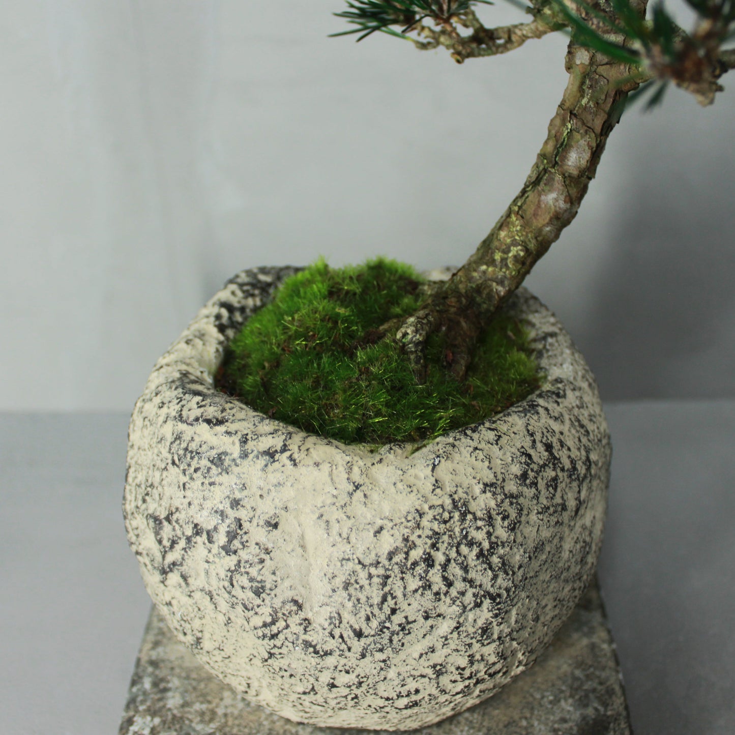Tokocie BONSAI 黒松